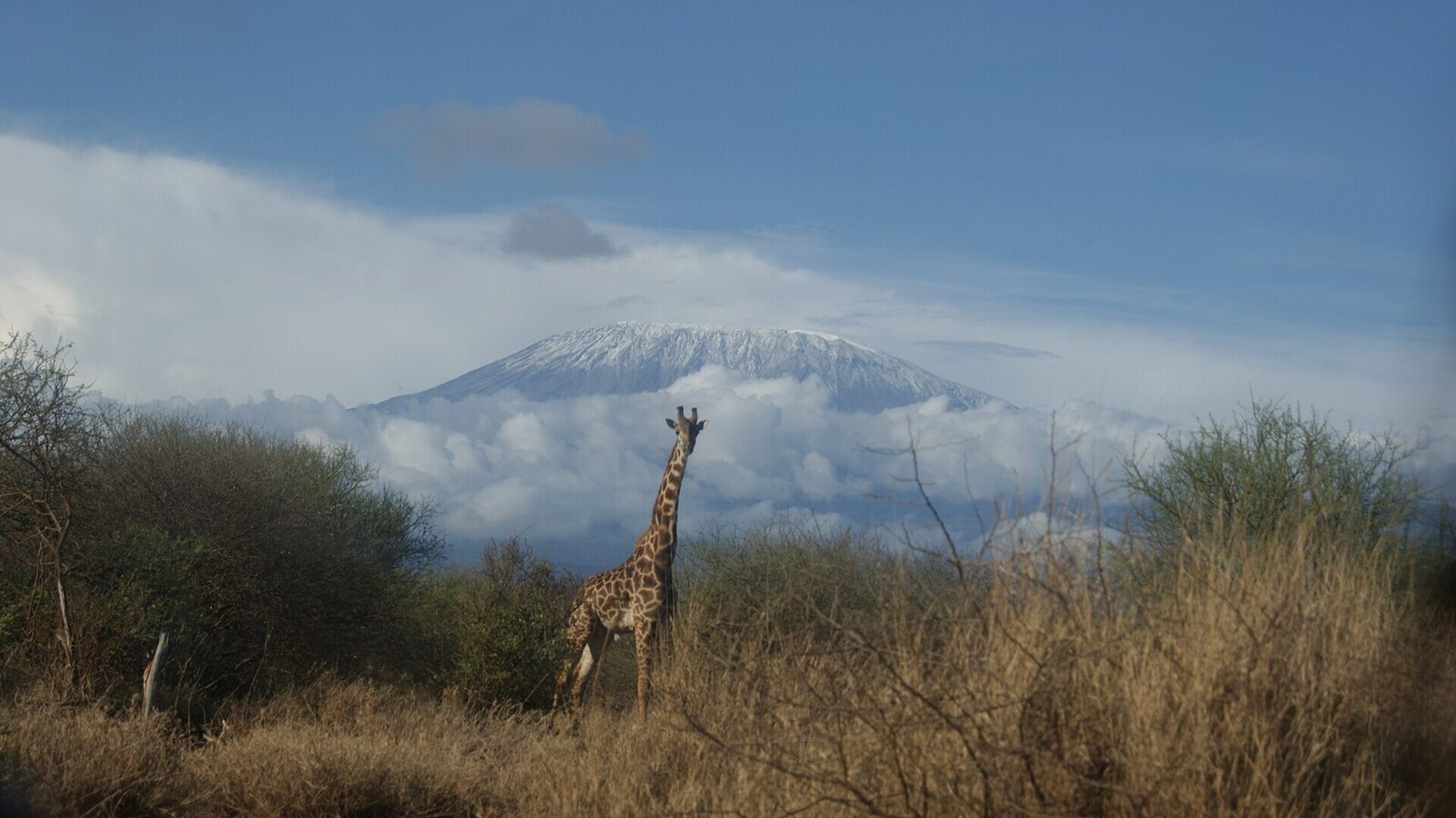 A giraffe grazing on the plains beneath the snow-capped peak of Mount Kilimanjaro in Tanzania