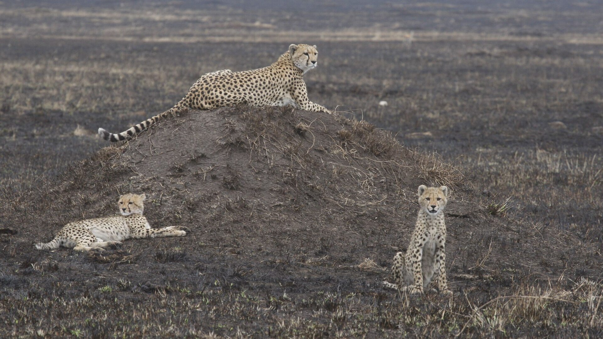 Golden light over the Masai Mara plains with acacia trees and grazing wildlife in Kenya