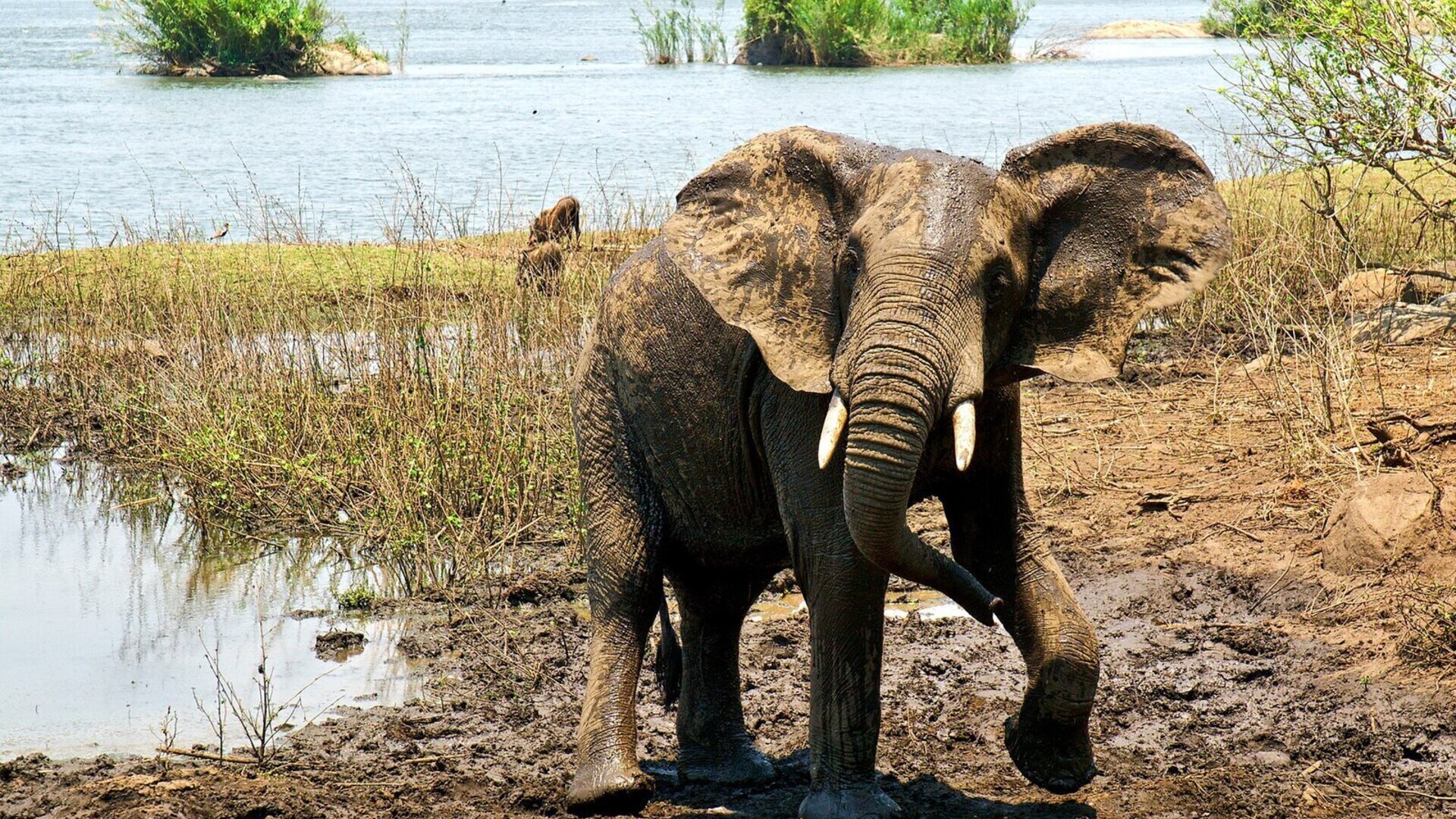 Elephants on the banks of the Shire River in Liwonde National Park, Malawi