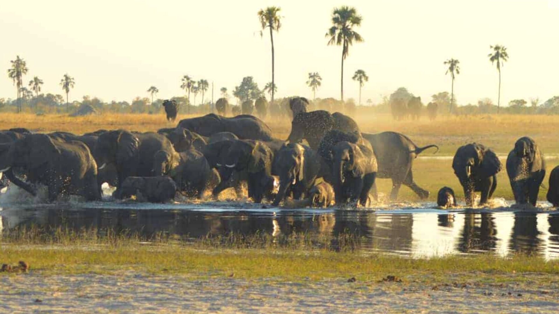Large elephant herd gathering at a waterhole in Hwange National Park at golden hour, Zimbabwe