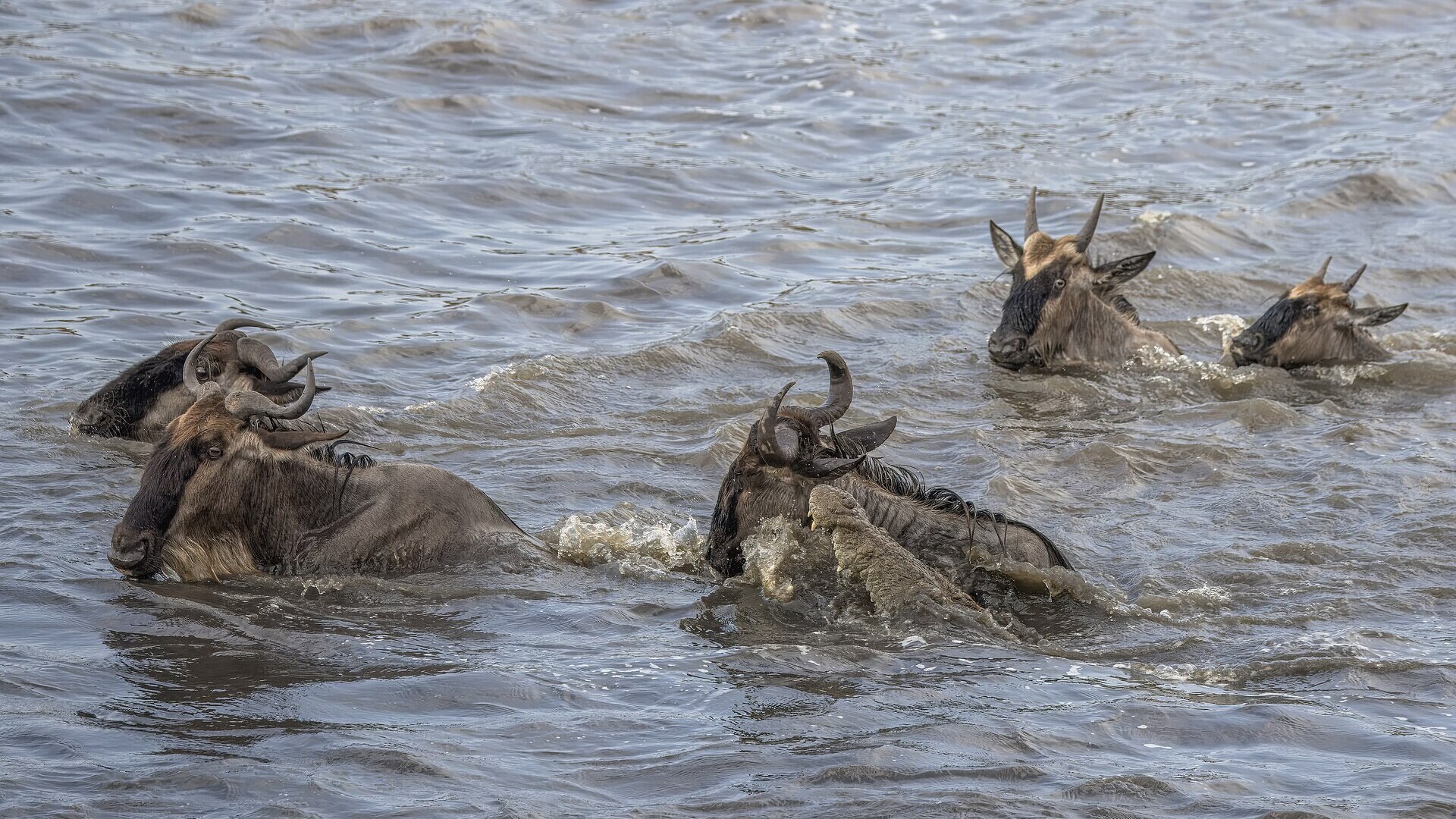 Wildebeest crossing the Mara River during the Great Migration in the Masai Mara, Kenya