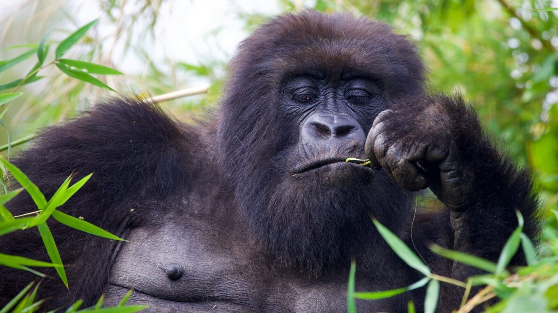 Mountain gorilla family in the bamboo forest of Volcanoes National Park, Rwanda — the iconic experience at the heart of every Rwanda safari tour