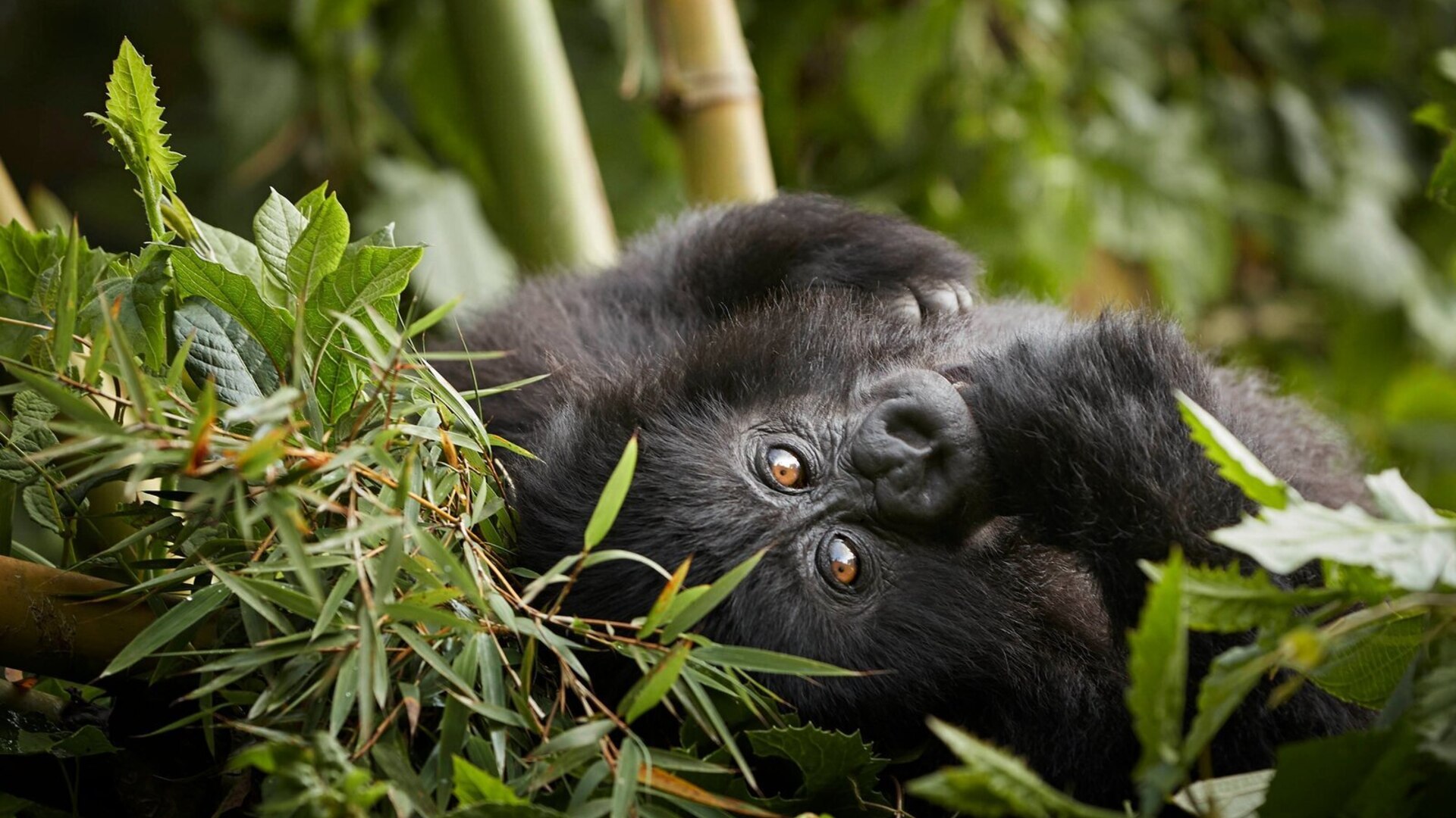 Silverback mountain gorilla in the misty Bwindi Impenetrable Forest during a gorilla trekking safari in Uganda