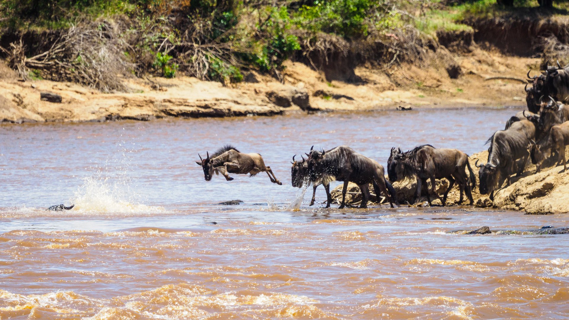Wildebeest leaping into the Mara River during the Great Migration, the most iconic safari moment in Africa