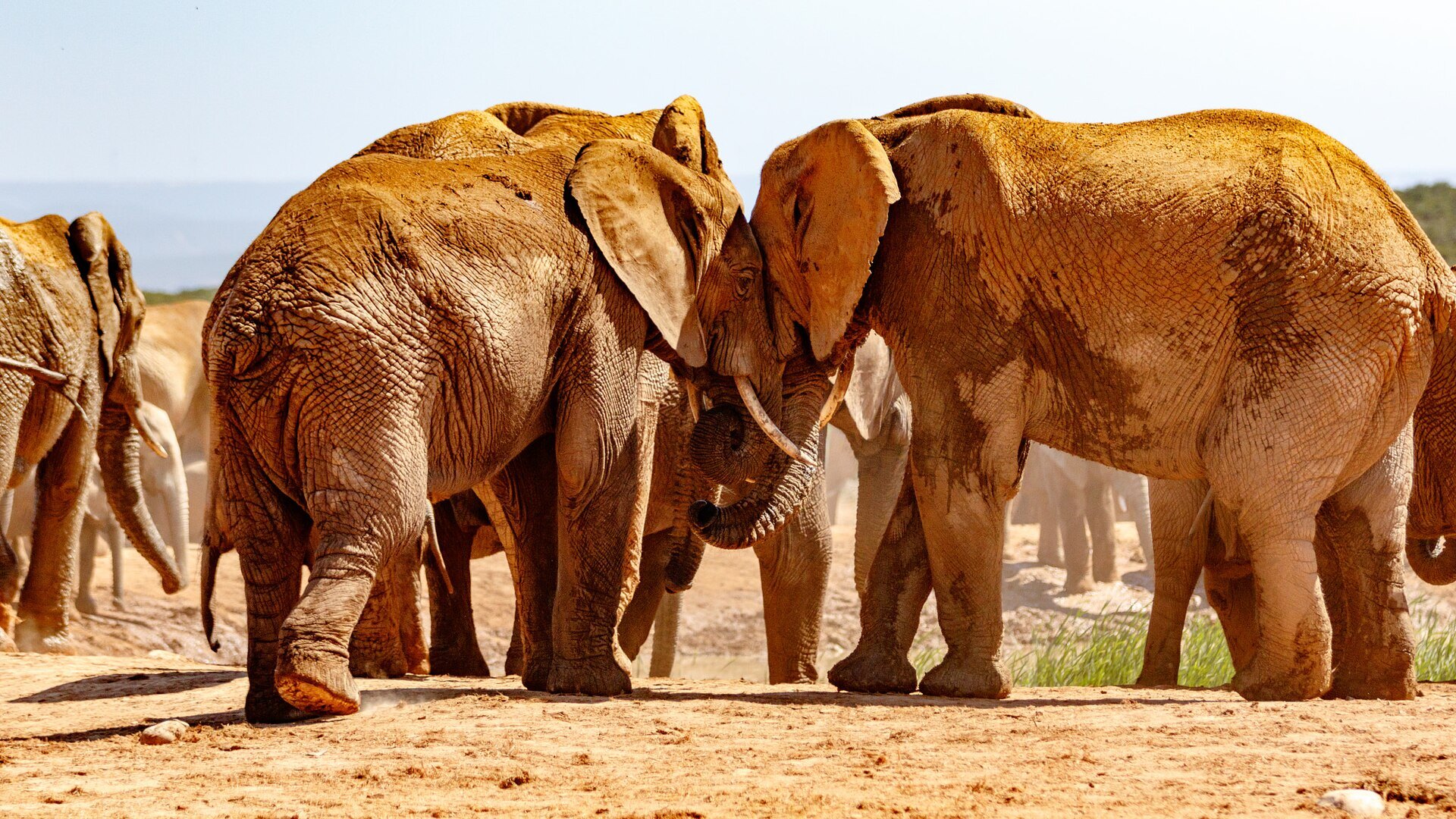 Red-dust African elephants at a waterhole in Addo Elephant National Park, Eastern Cape, South Africa