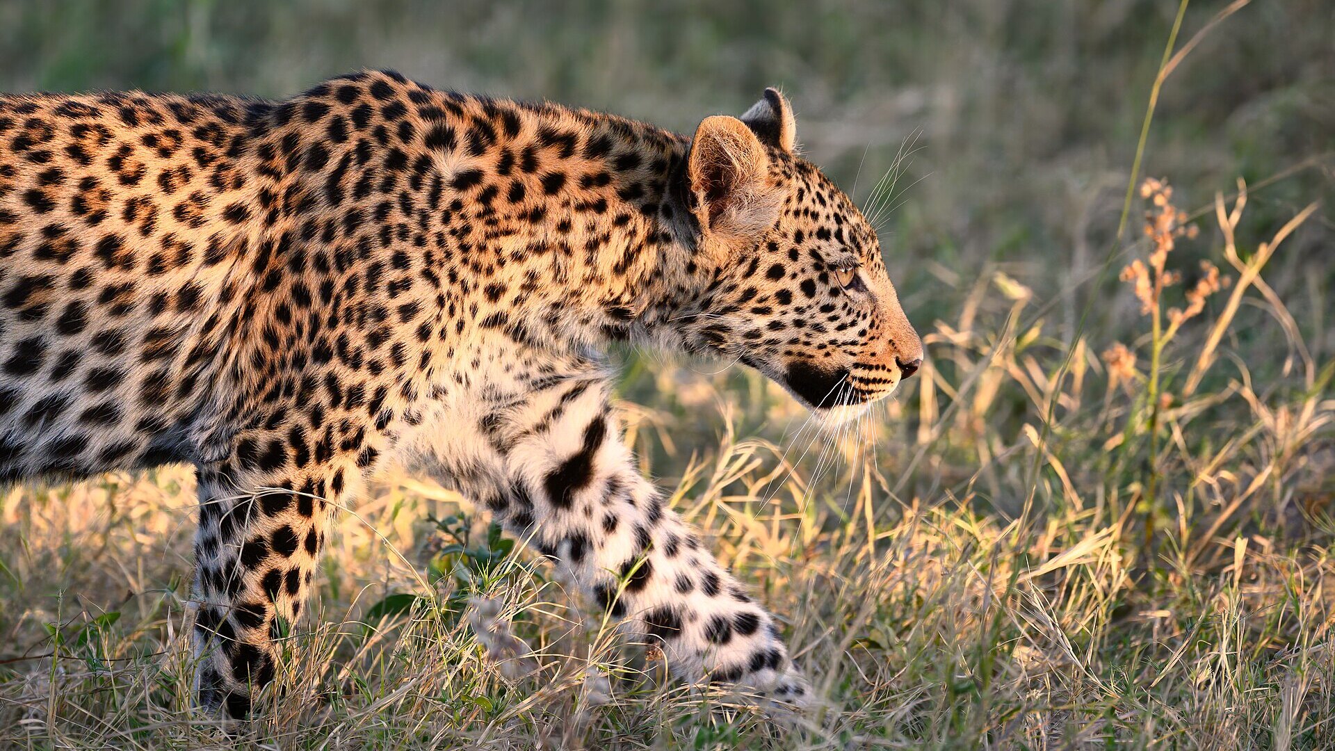 A leopard walking through golden savannah into a blazing African sunset — the quintessence of a luxury private safari