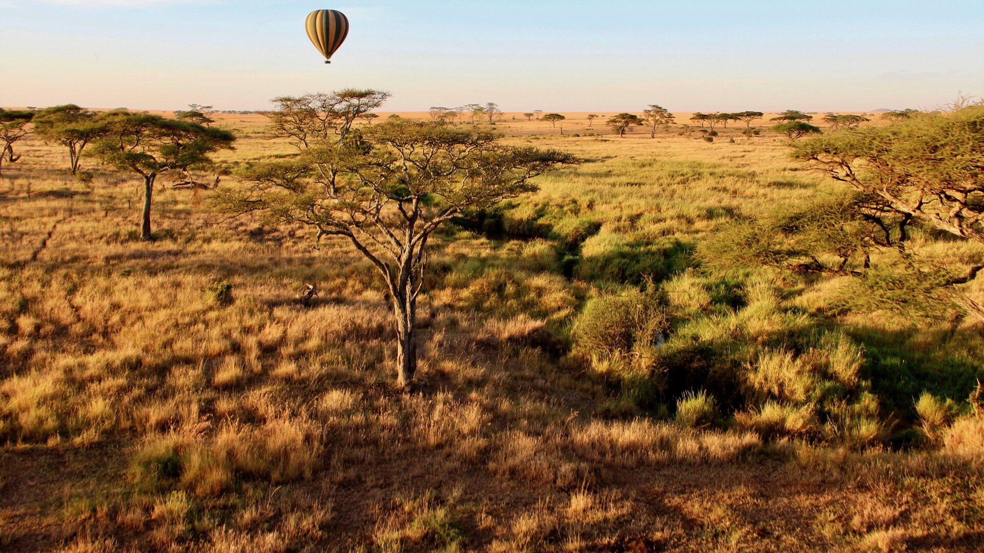 The endless golden plains of the Serengeti stretching to the horizon under blue sky