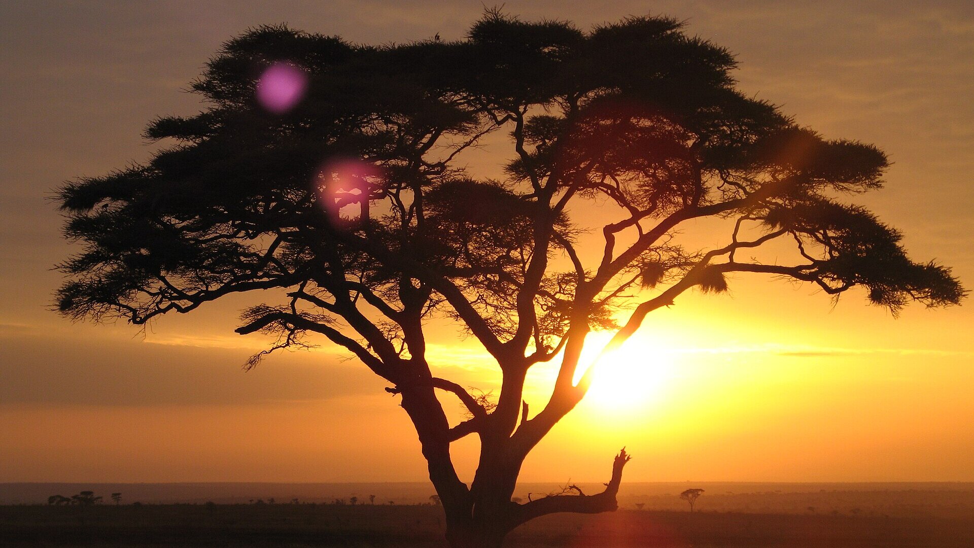 Lone acacia tree silhouetted against a golden Serengeti sunrise on an African safari