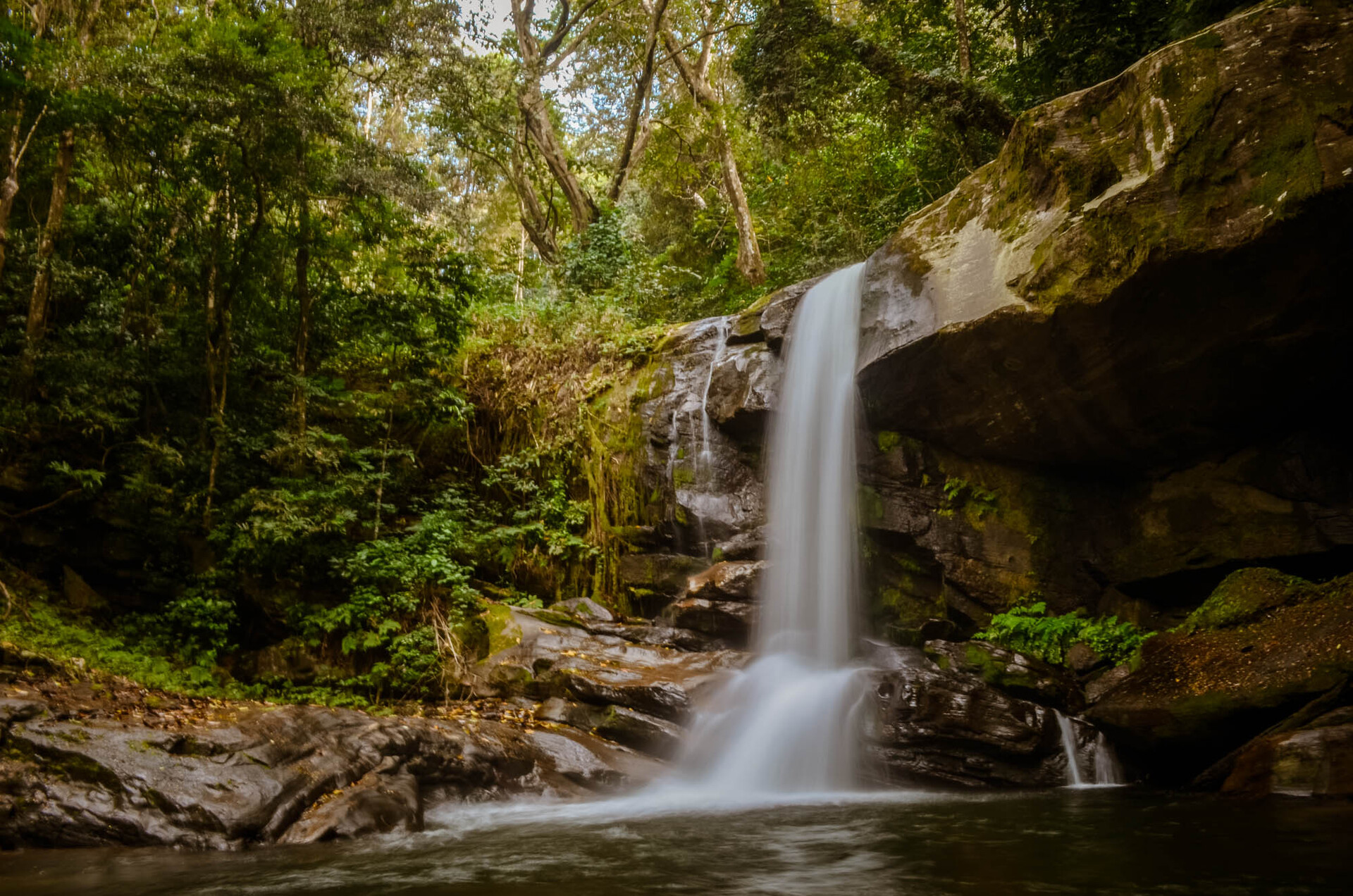 Udzungwa Mountains National Park Safari Guide — Waterfalls, Endemic Primates & Ancient Rainforest Trails