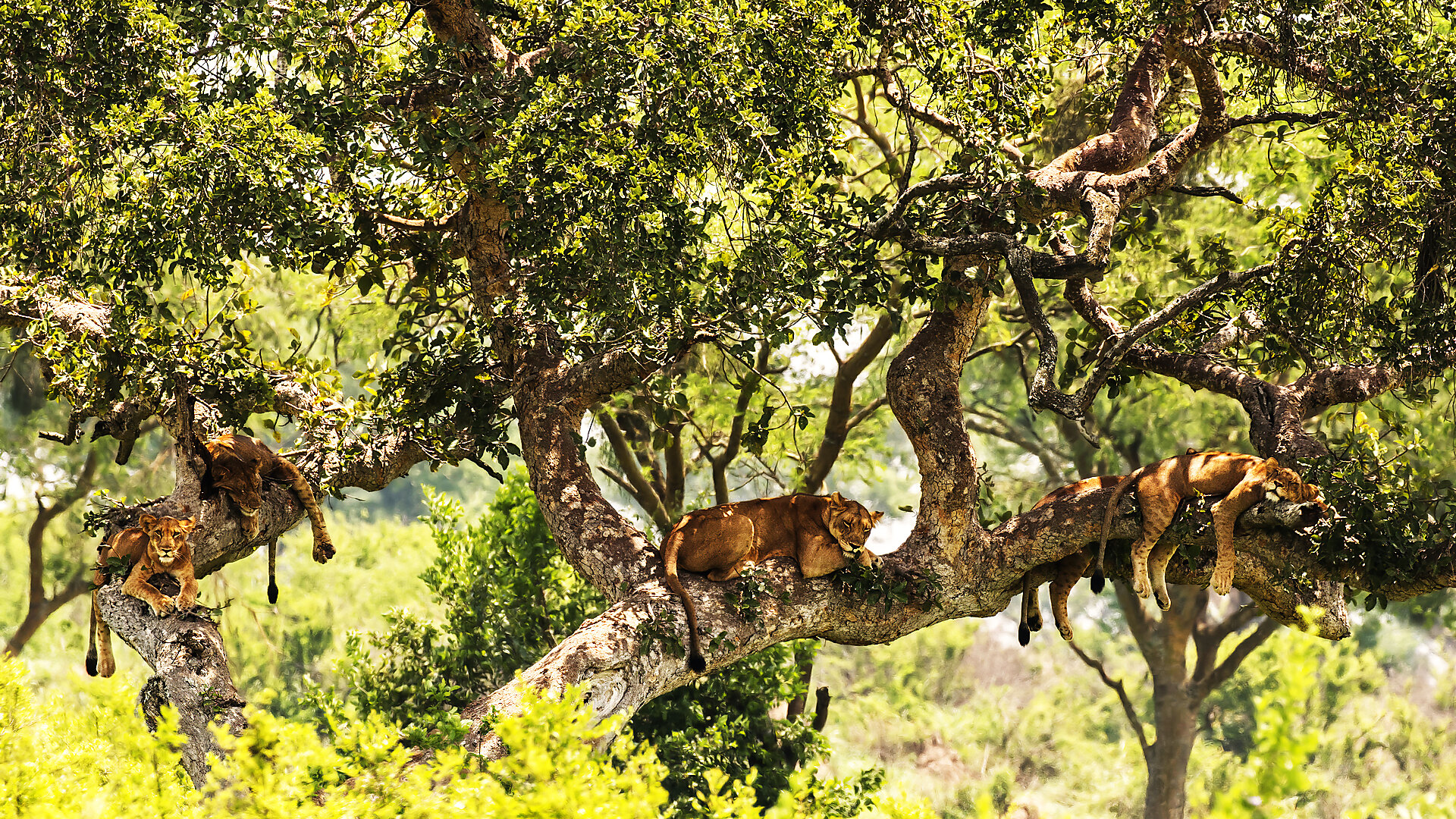 Tree-climbing lions resting in a fig tree in Ishasha, Queen Elizabeth National Park, Uganda — one of Africa's most extraordinary wildlife encounters on a Uganda safari package