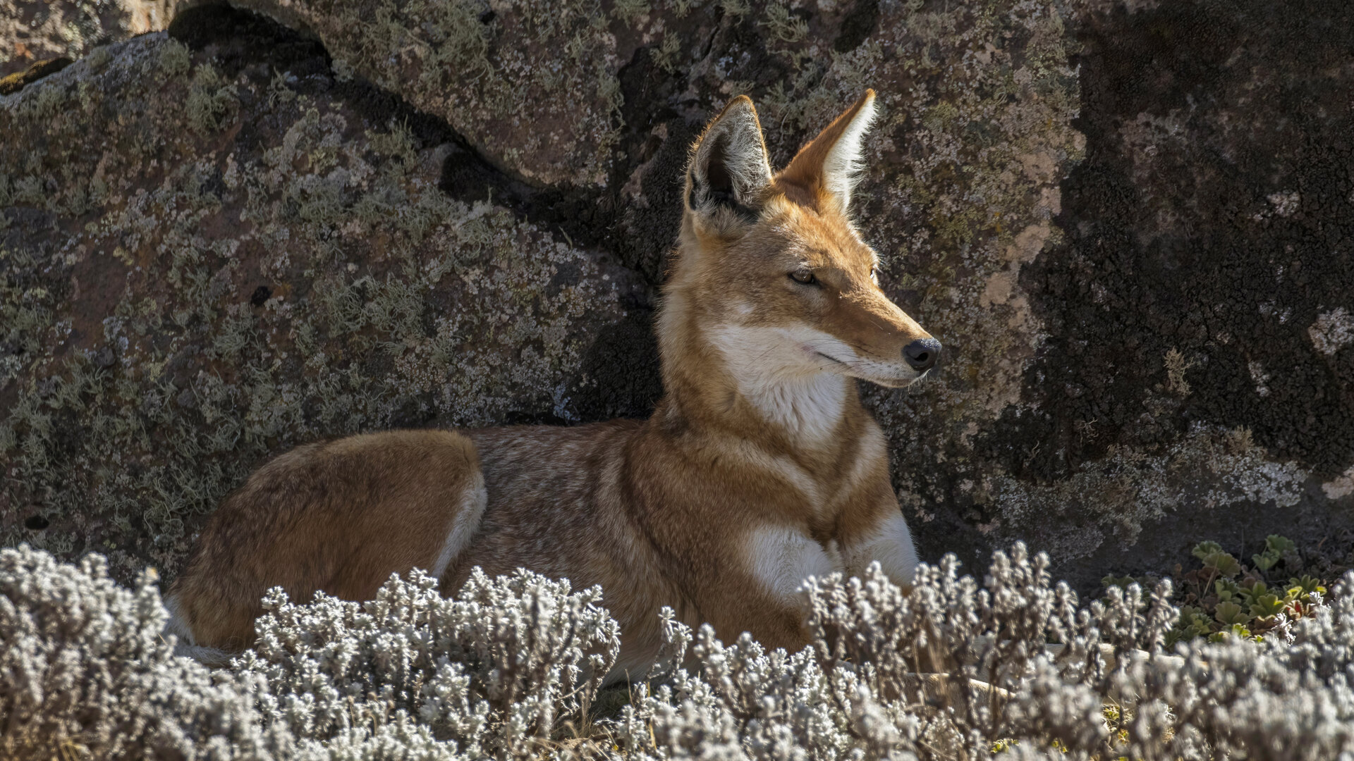 An Ethiopian wolf — the rarest canid on earth — resting on the Afro-alpine moorland of the Bale Mountains