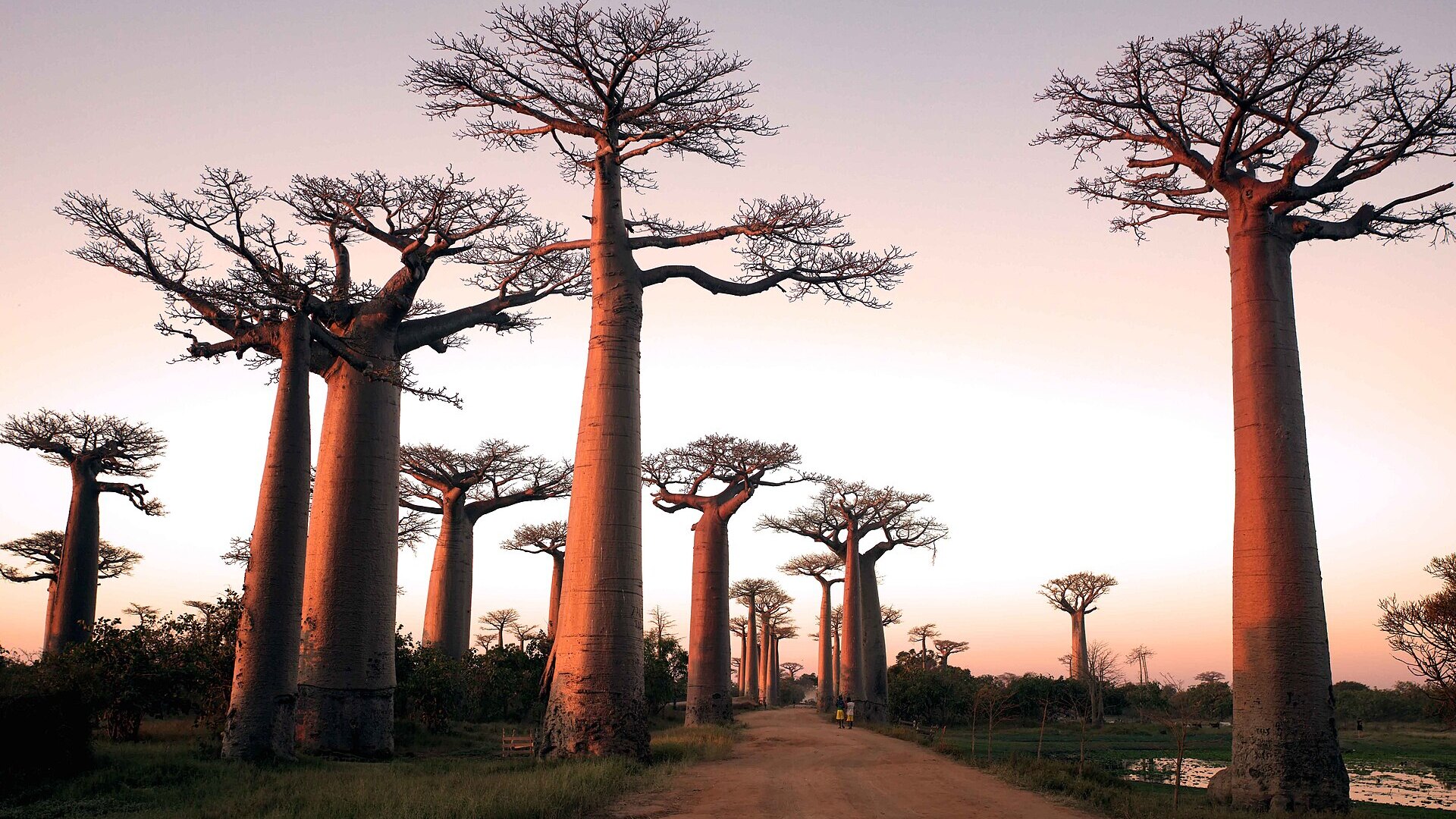 Thousand-year-old baobabs glowing copper at sunset on the Avenue of the Baobabs — the gateway to a Madagascar journey
