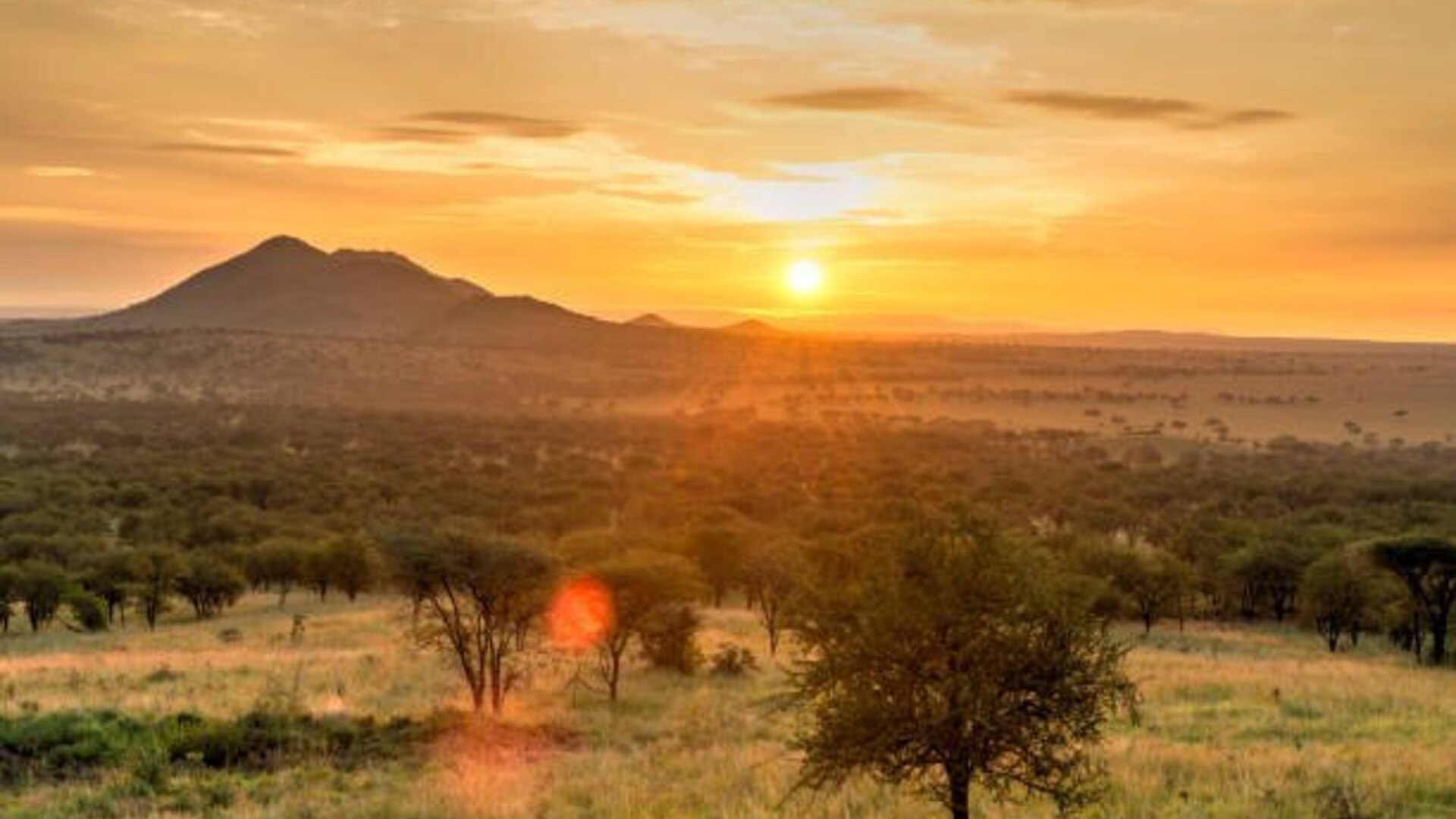 Wildebeest streaming across the Serengeti plains during the Great Migration at golden hour