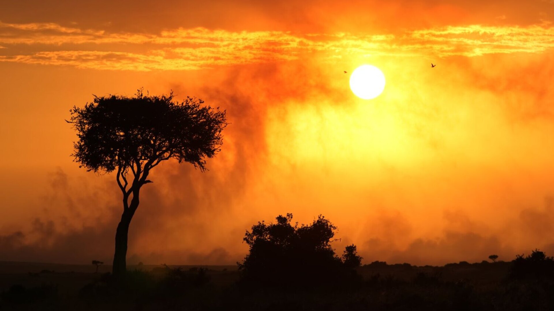 Ultimate Zambia Travel Guide 2026 — Walking Safaris, Lower Zambezi & Victoria Falls