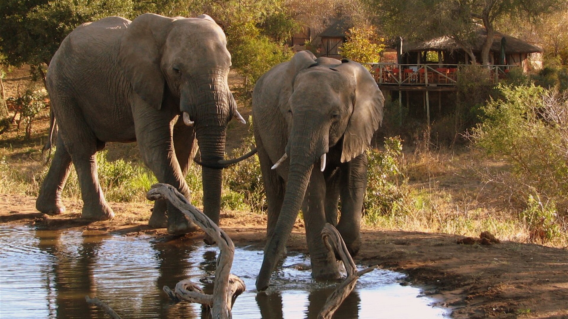 Elephants drinking at the waterhole below Umlani Bushcamp in the Timbavati bushveld