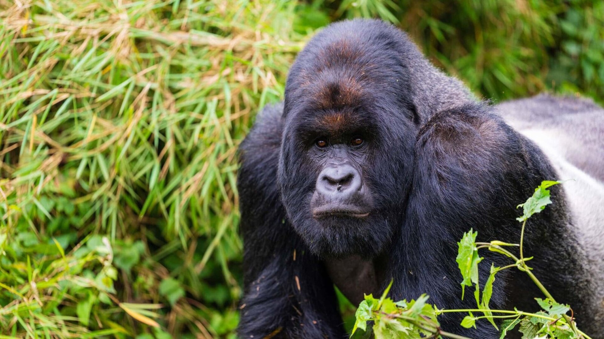 A silverback mountain gorilla in Volcanoes National Park, Rwanda