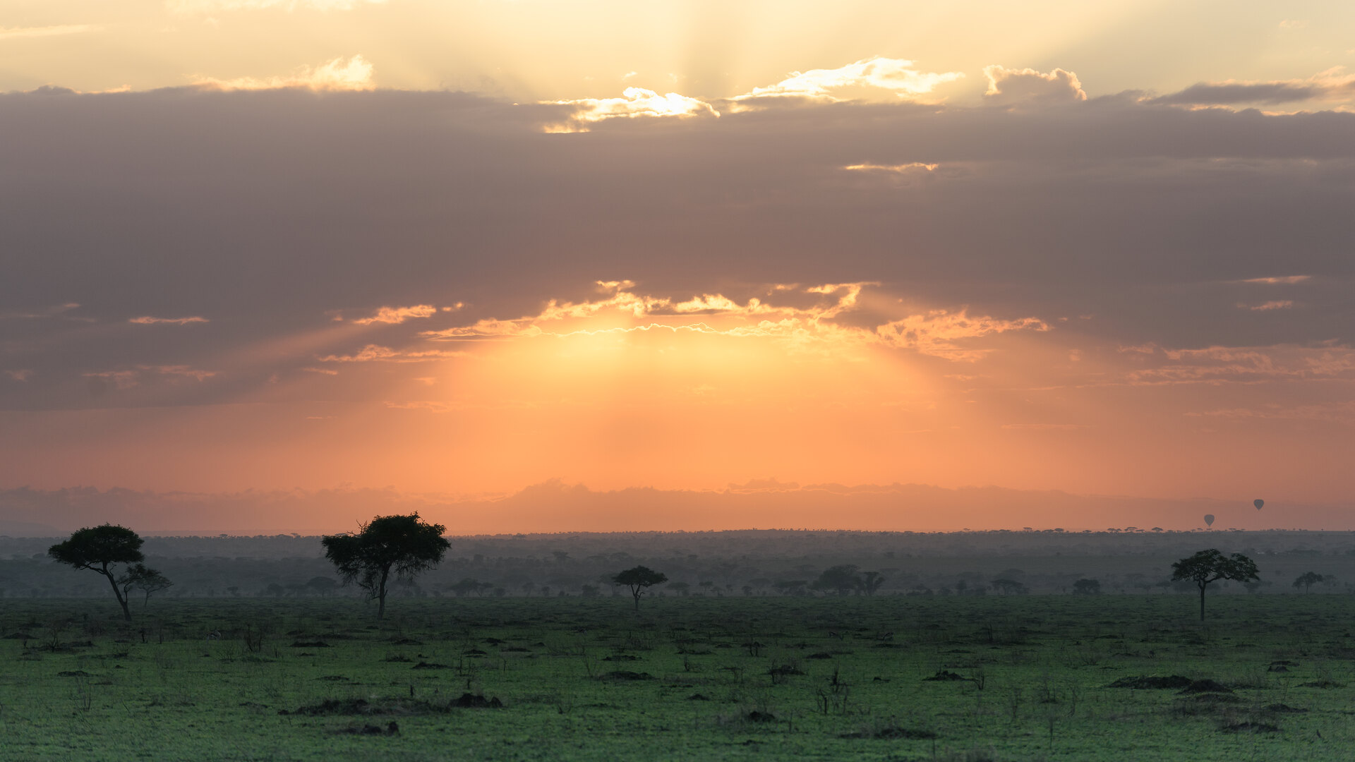 Golden sunrise beams breaking over the acacia-dotted savanna at the start of a safari day