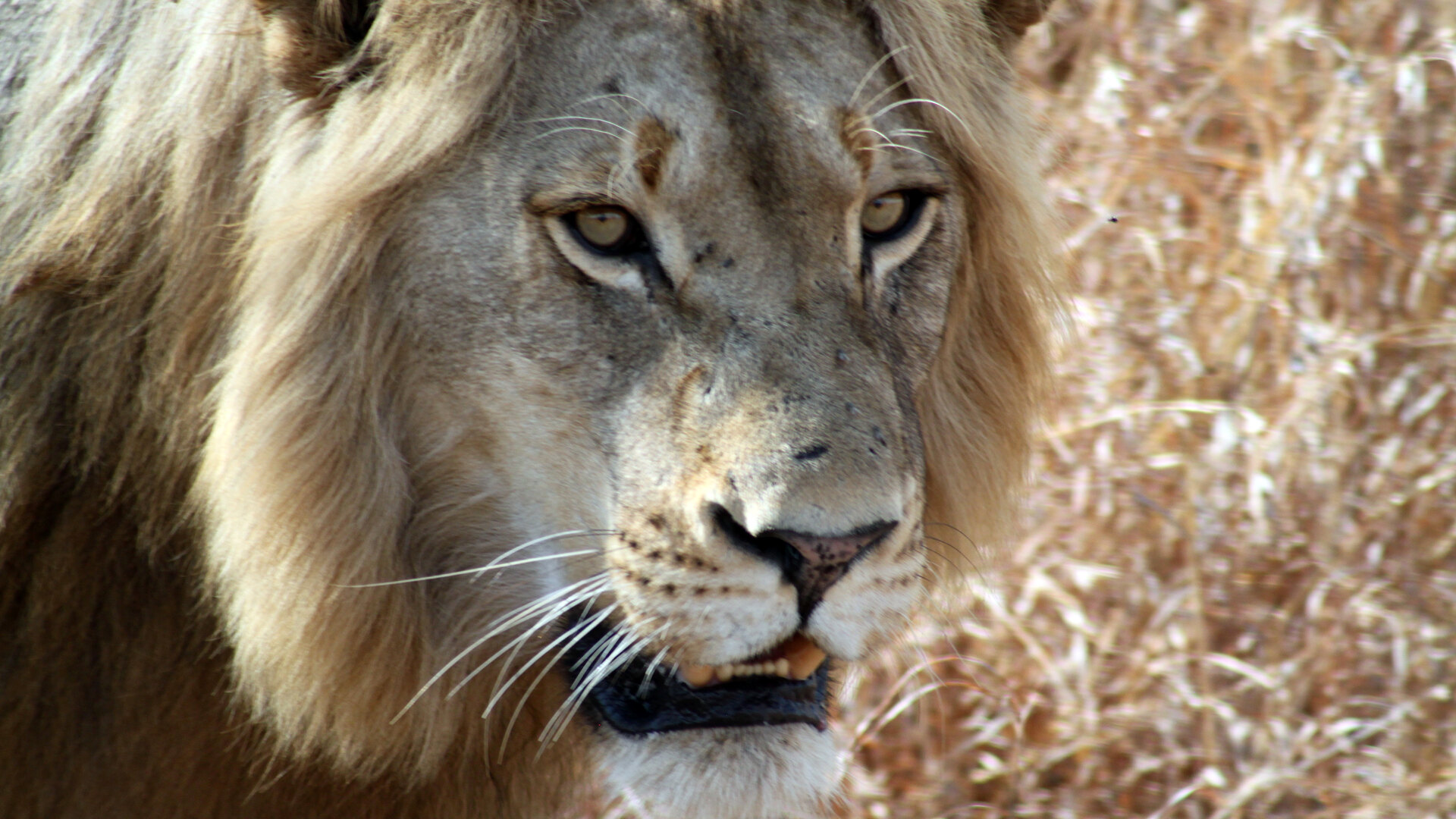 A lion surveying the open plains along a game-viewing road in the Kruger