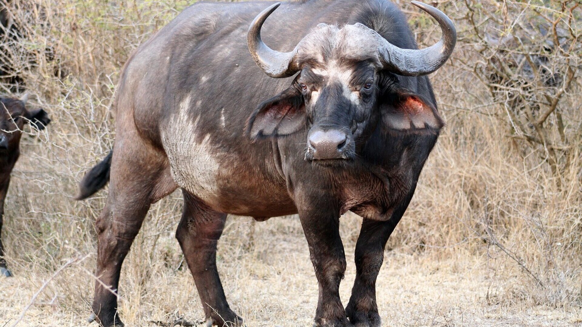 Cape buffalo bull staring down the camera in golden light - one of Africa's original Big Five