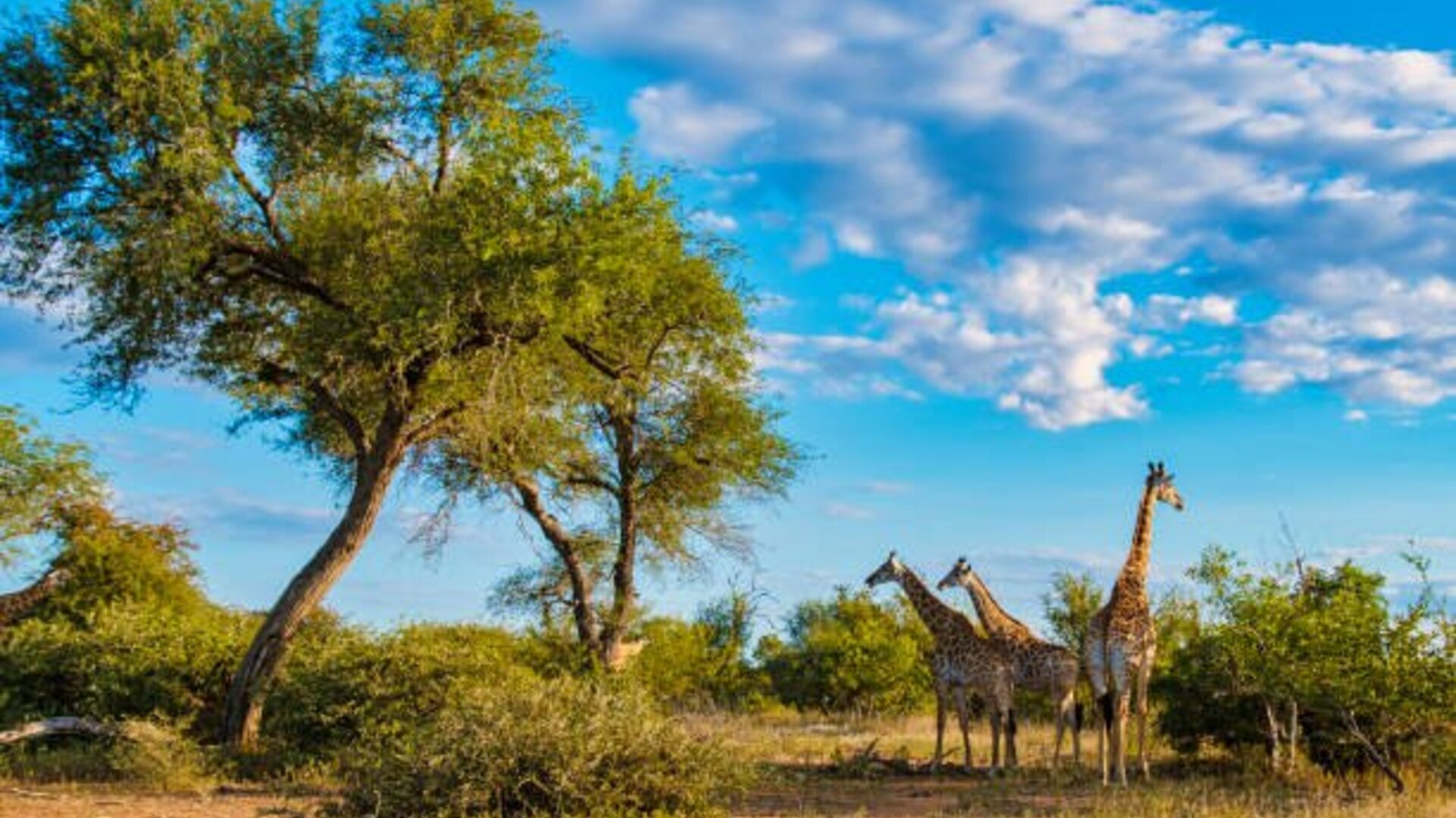 Lions in golden dry-season grass at sunrise in the Greater Kruger during the African winter