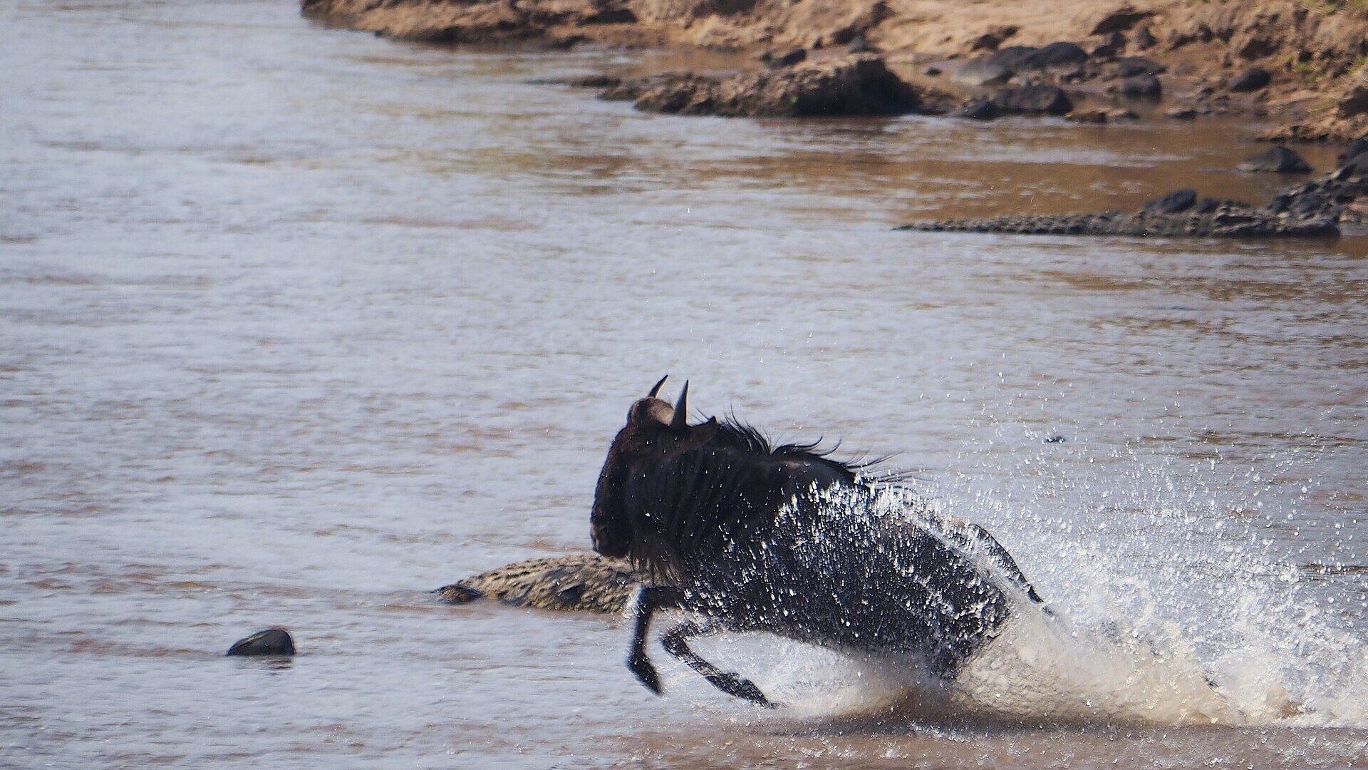 A wildebeest fights for its life in the Mara River as a crocodile strikes during the Great Migration crossing