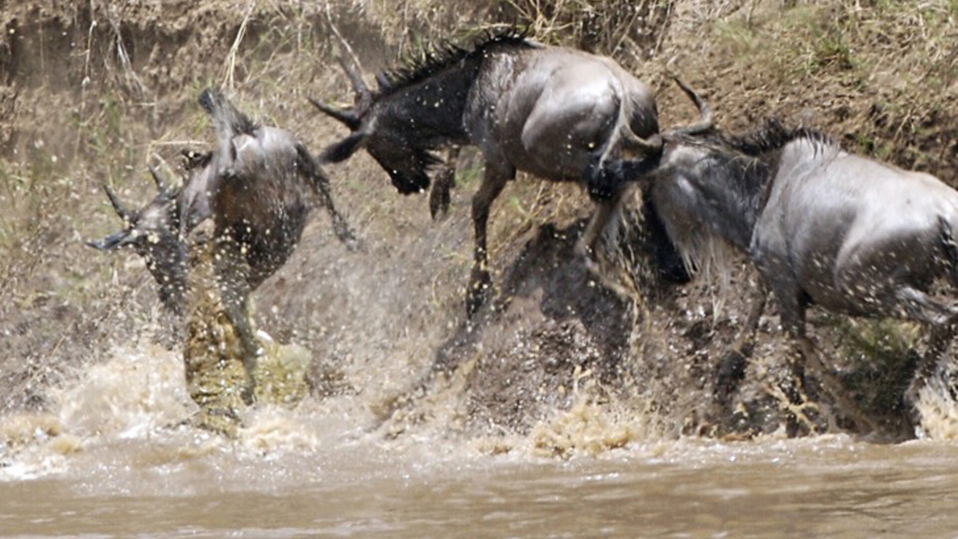 Thousands of wildebeest crossing the Mara River on a wildebeest migration safari package in the Serengeti and Masai Mara