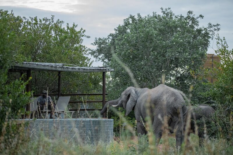 Guests on a guided walking safari at Africa on Foot in the Klaserie Private Nature Reserve