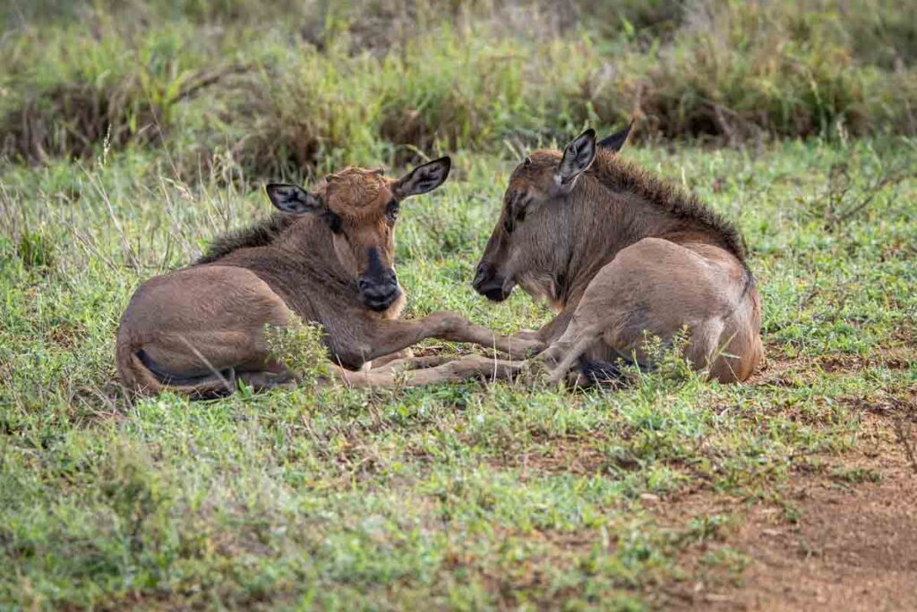 Wildlife encountered on a RockFig Safari Lodge game drive