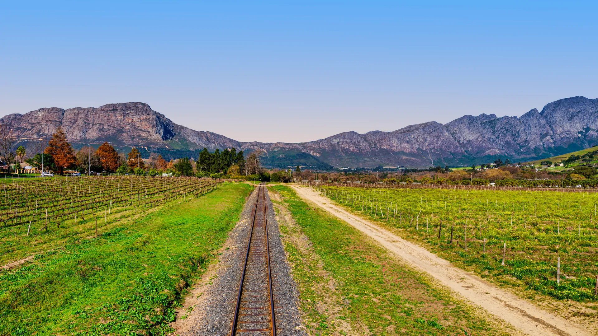 Vineyards of the Cape Winelands