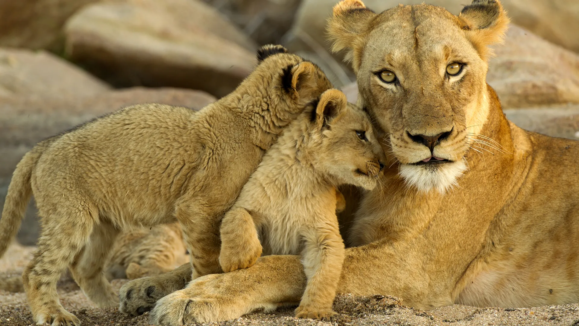 A lioness with her cubs at rest