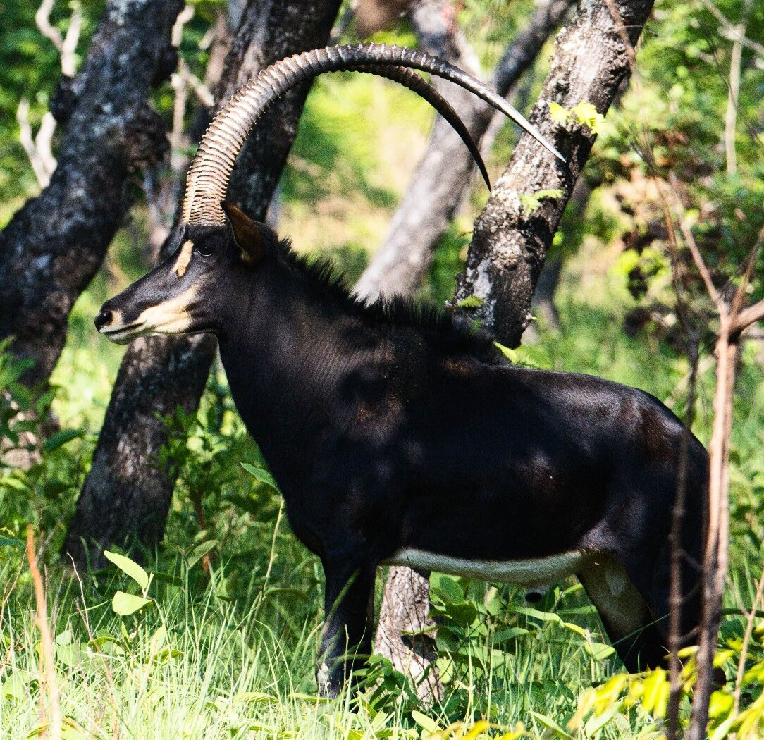 Giant Sable antelope bull with sweeping horns in Angolan miombo woodland