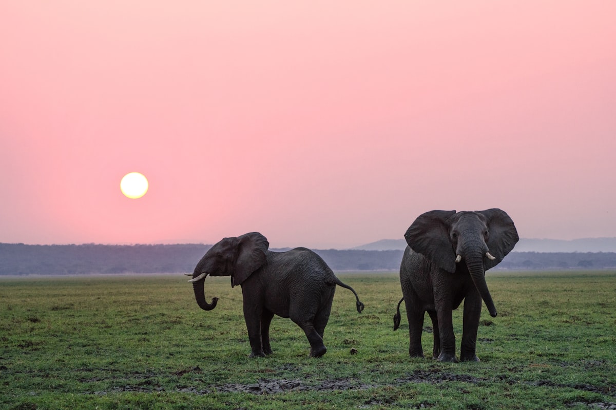 Lions resting at golden hour on a Big Five private game reserve in Africa