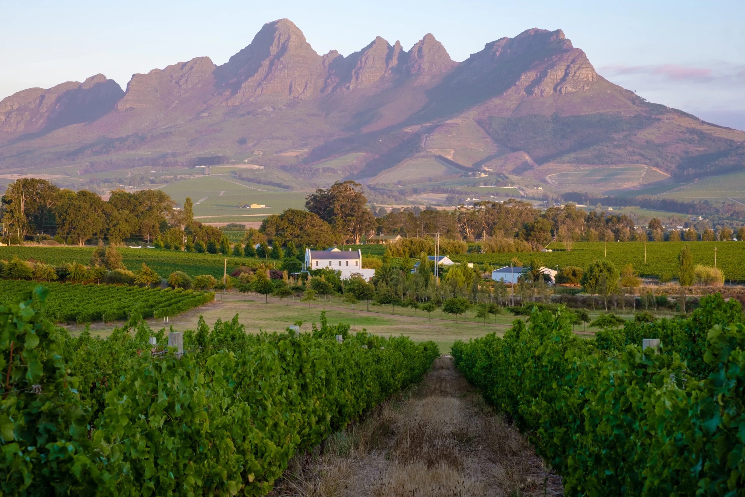 Vineyards and Cape Dutch estate in the Stellenbosch winelands — Cape Winelands wine tours