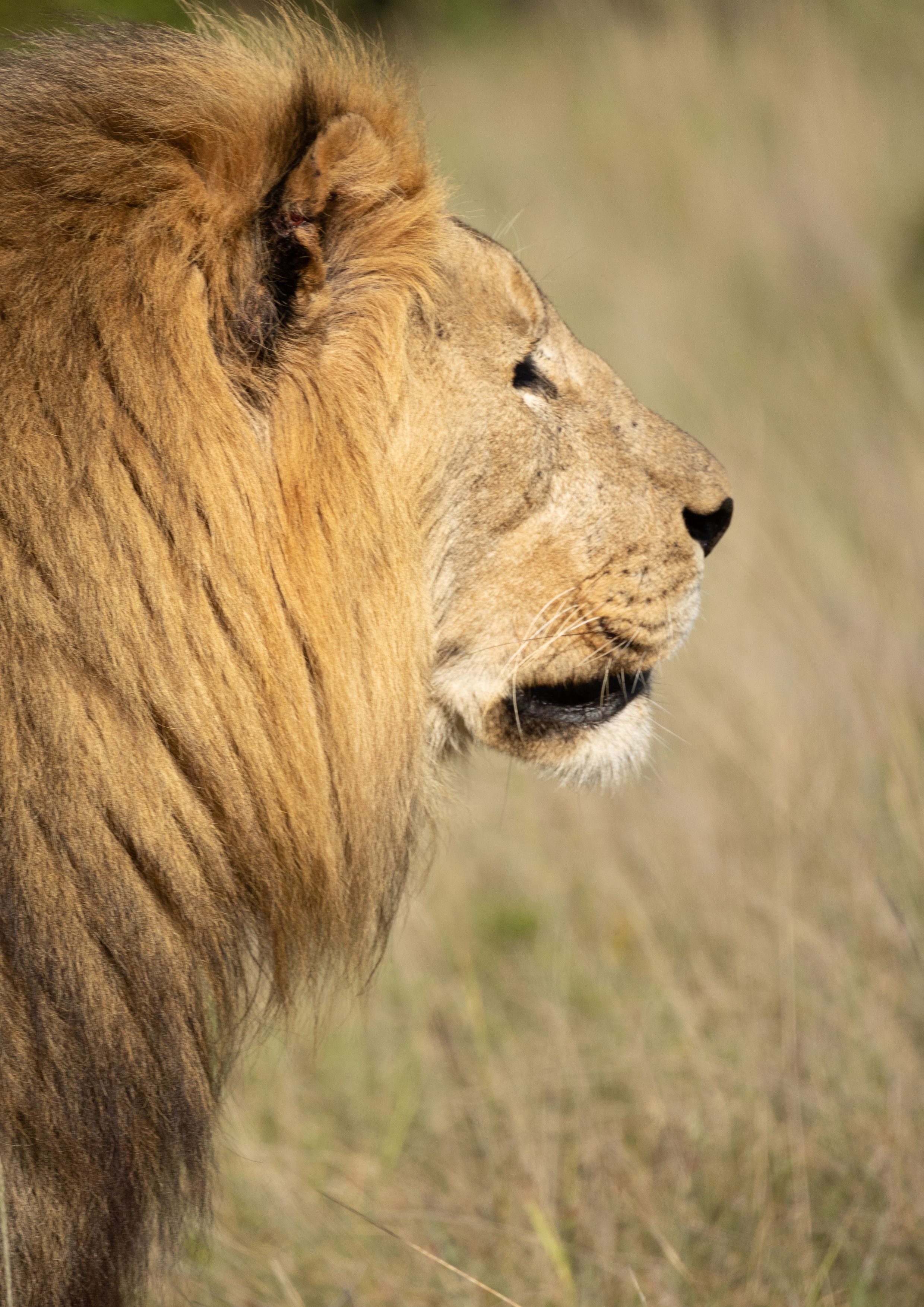 Golden savanna plains and a kopje in the Serengeti at first light