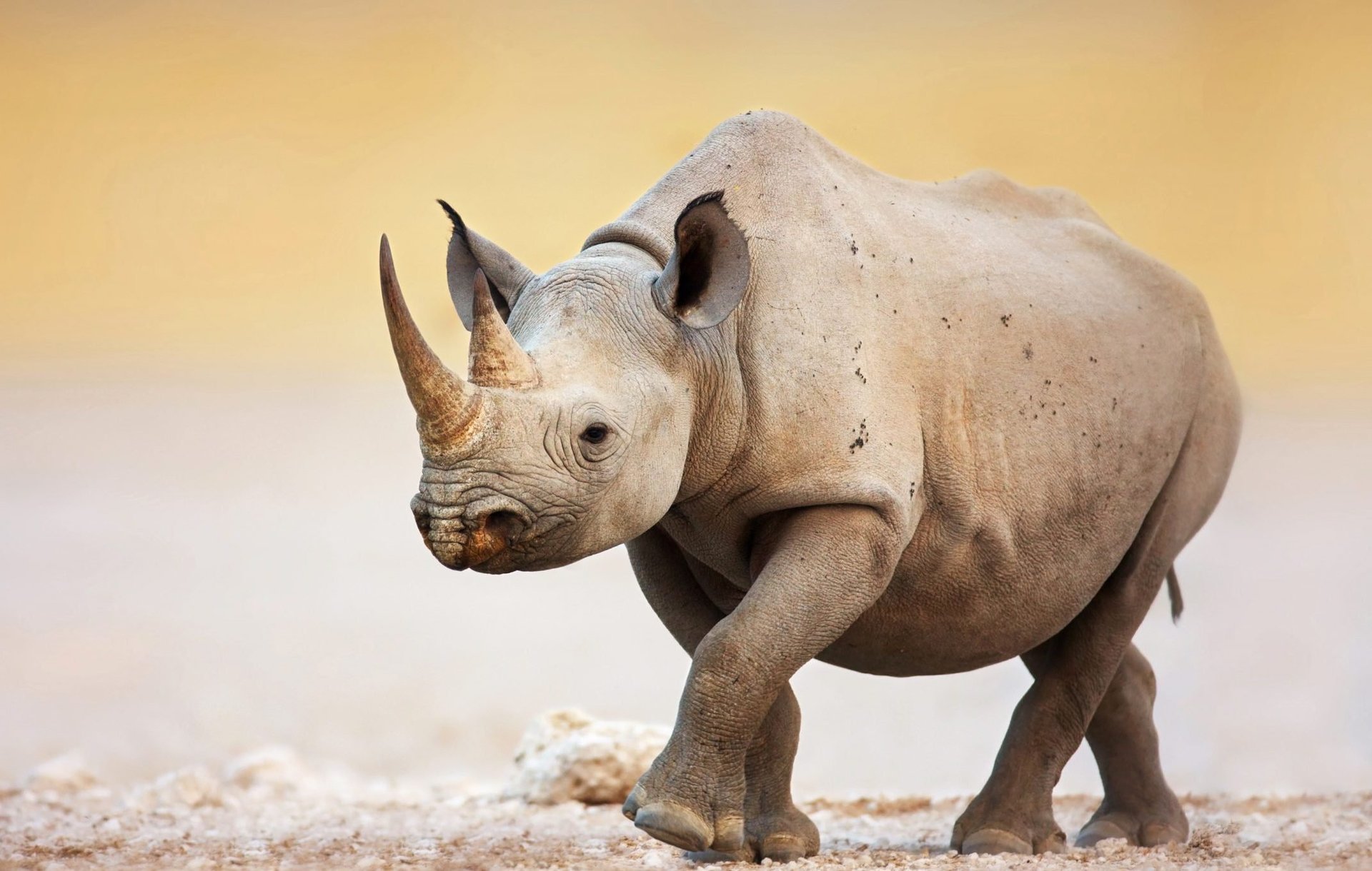 A white rhino on a Big Five safari day trip from Cape Town