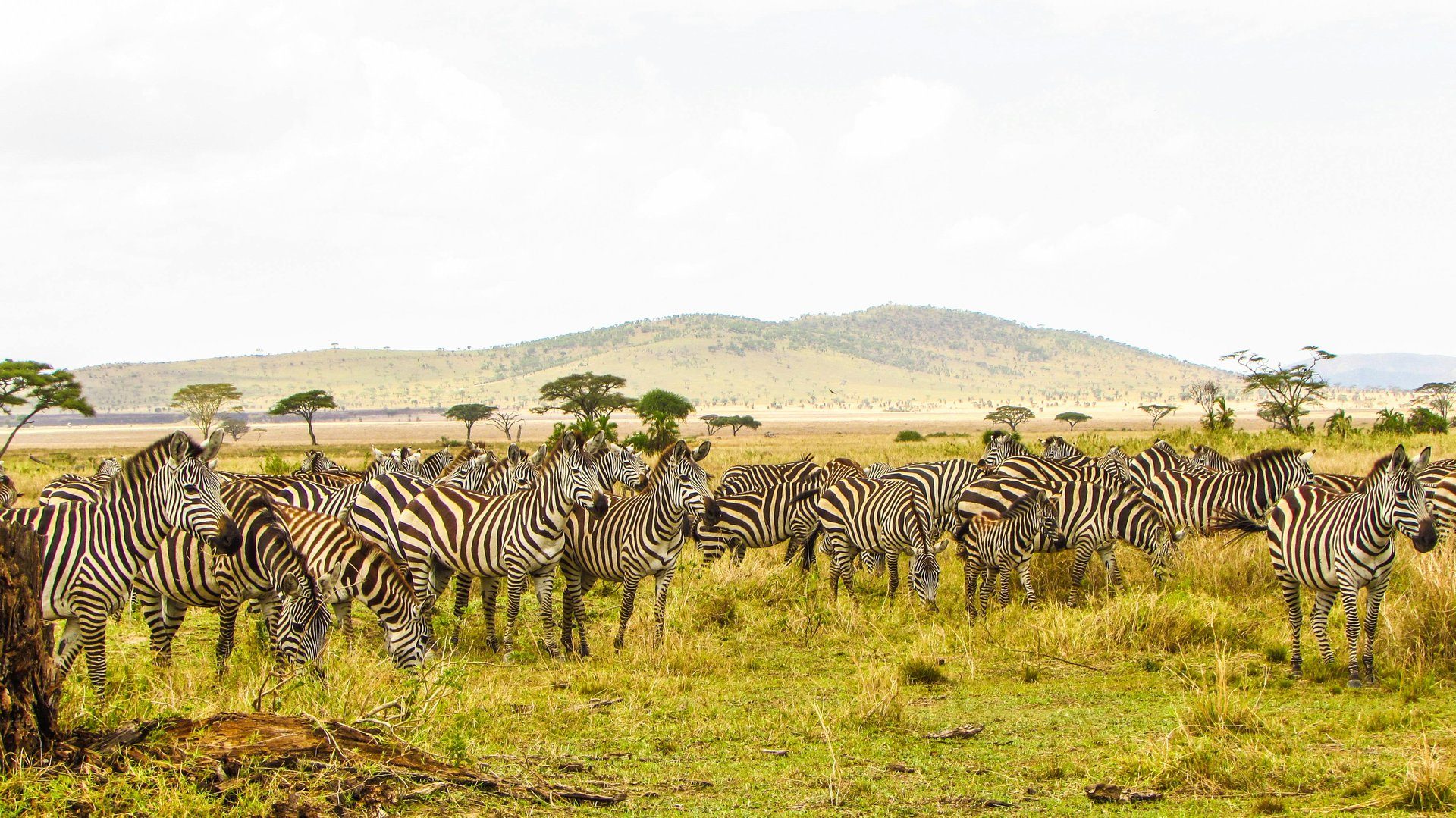 Open game-drive vehicle watching elephants at golden hour in an African national park — the great safari parks of Africa compared