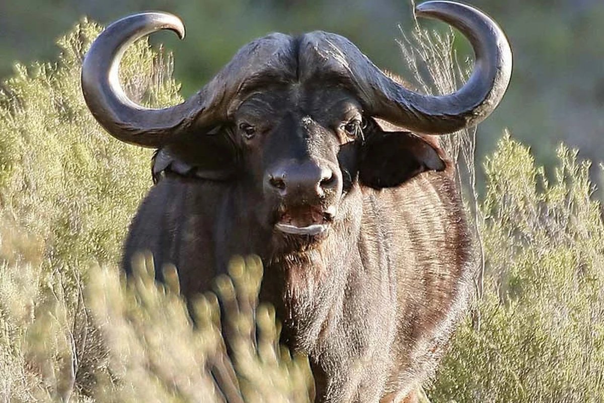 Buffalo on a game drive at Aquila Private Game Reserve