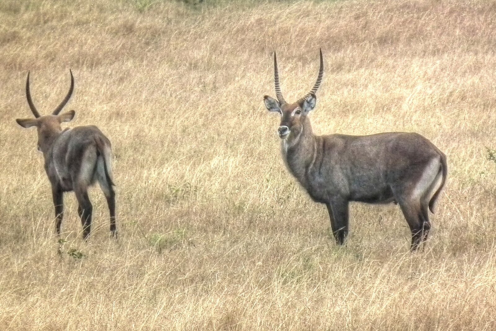 Waterbuck grazing on the golden coastal plains within view of A Tent With A View Safari Lodge in Saadani