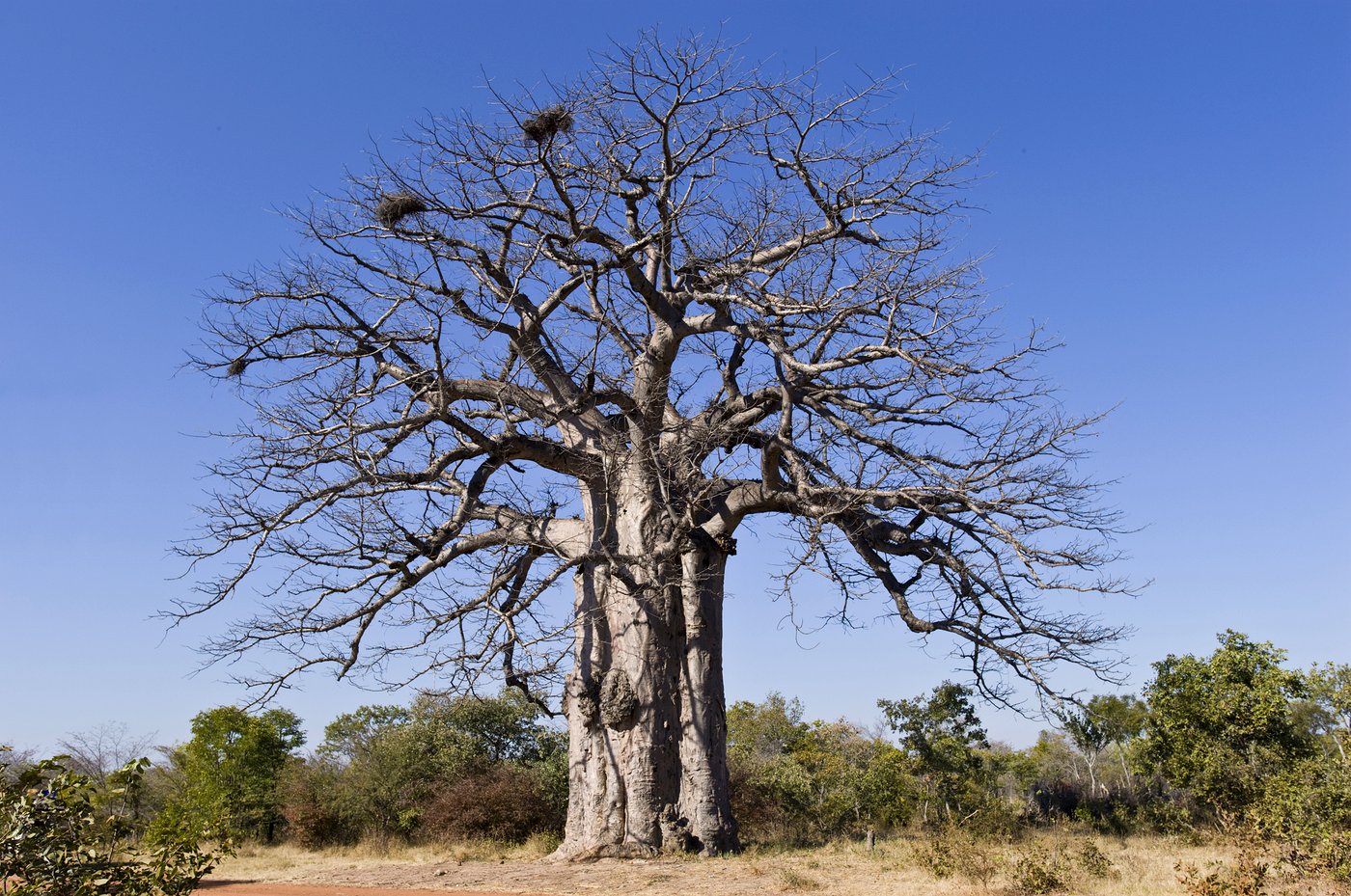 Angolan baobab (imbondeiro) tree