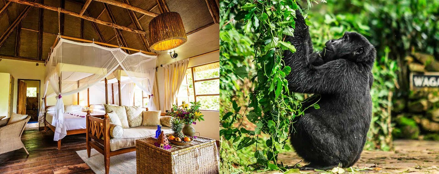 Bwindi Lodge — lodge setting in the wild