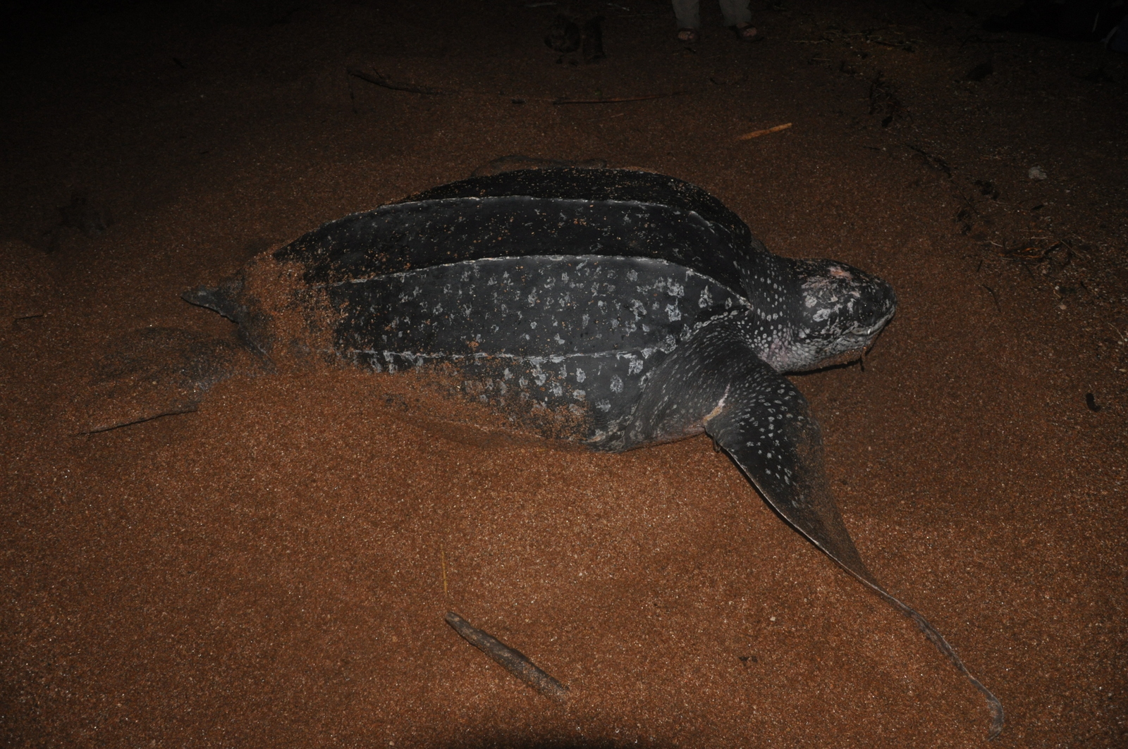 Leatherback sea turtle returning to the Atlantic after nesting on the beach