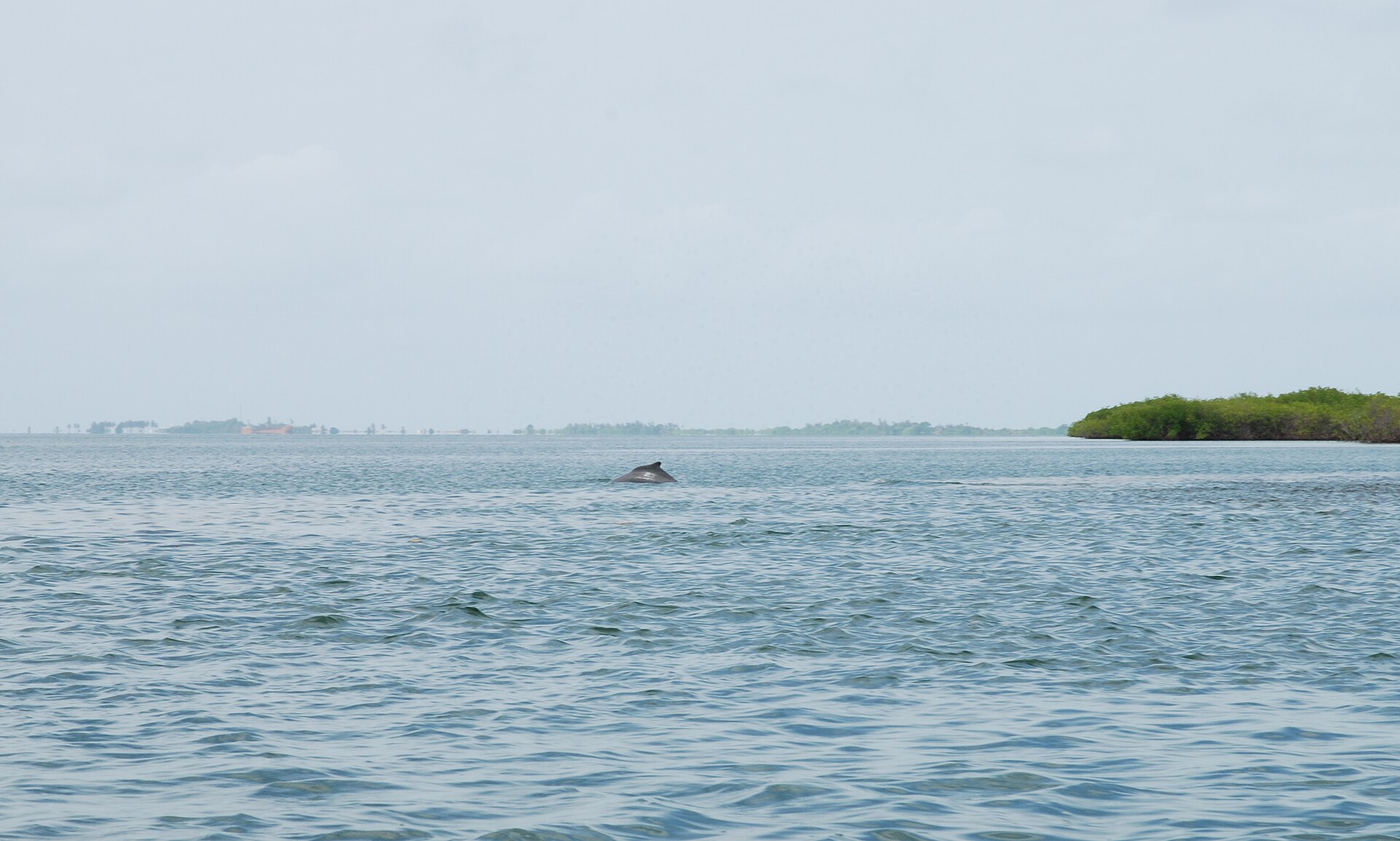 Atlantic humpback dolphin surfacing in a coastal lagoon