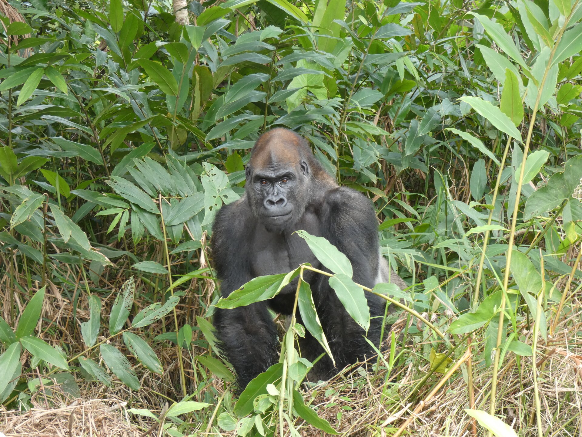 Wild silverback western lowland gorilla in the rainforest of the Congo Basin