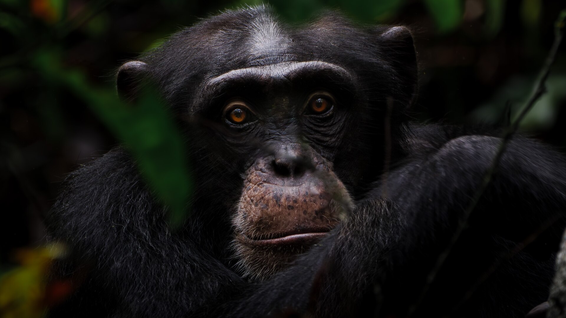 Wild chimpanzee resting in dense equatorial rainforest undergrowth