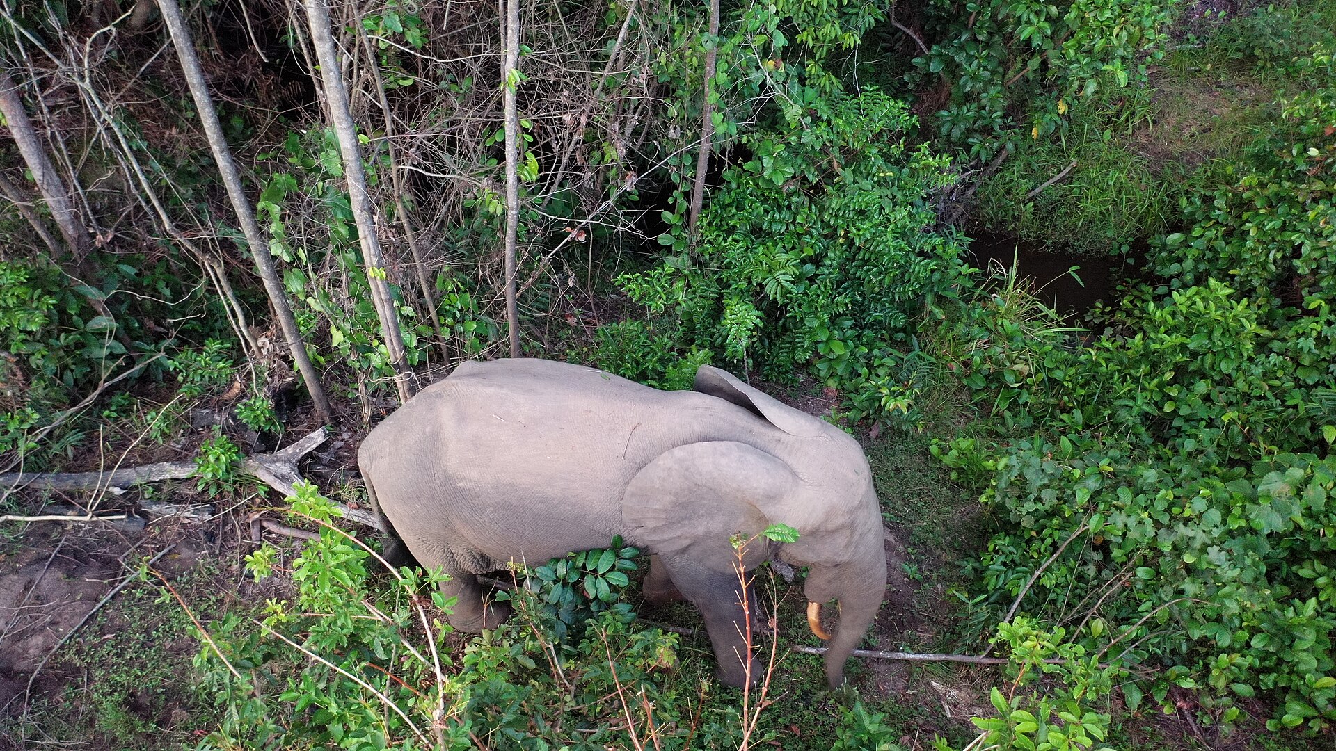 African forest elephant browsing in a Congo rainforest clearing