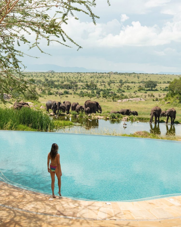 Elephants drinking at the waterhole viewed from the Four Seasons infinity pool