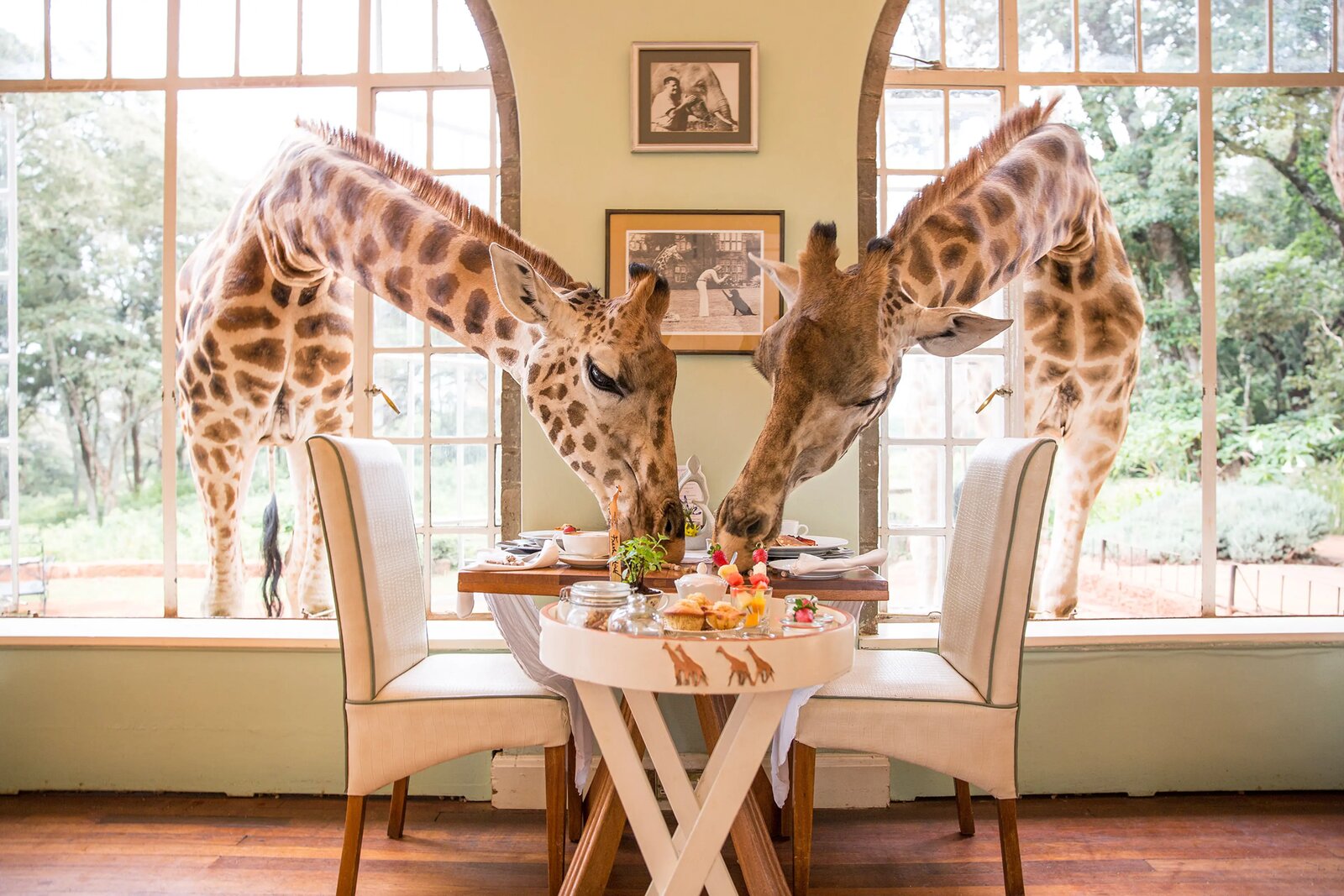 Rothschild giraffes poking their heads through the breakfast window at Giraffe Manor in Nairobi, Kenya