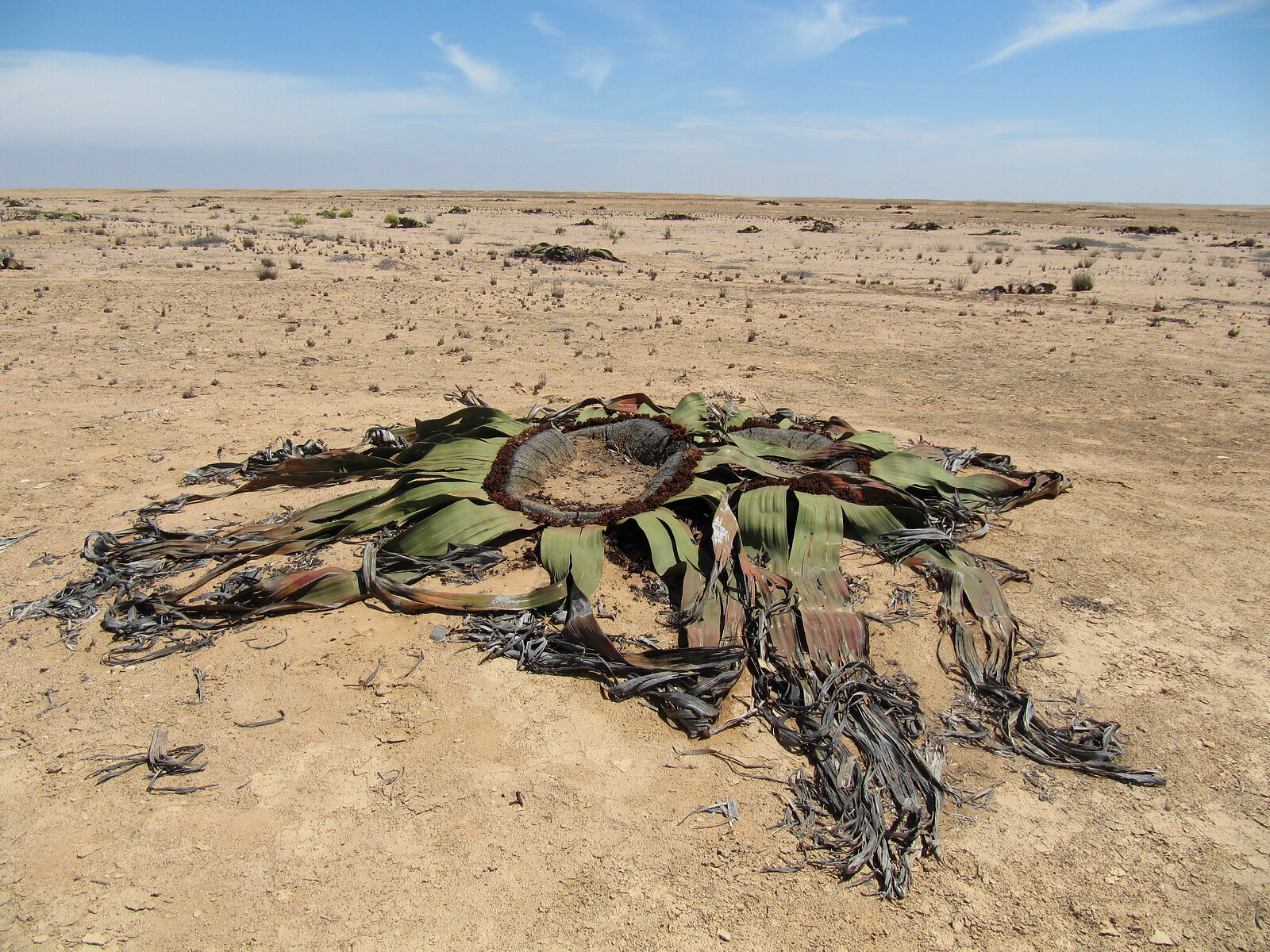 Ancient Welwitschia mirabilis plant in the Namib Desert