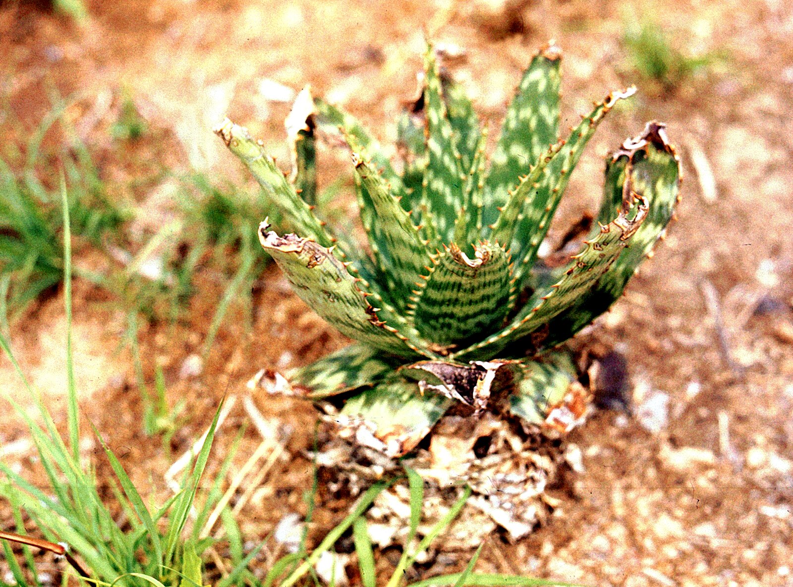 Hardy desert succulent growing in the arid Namib of Angola