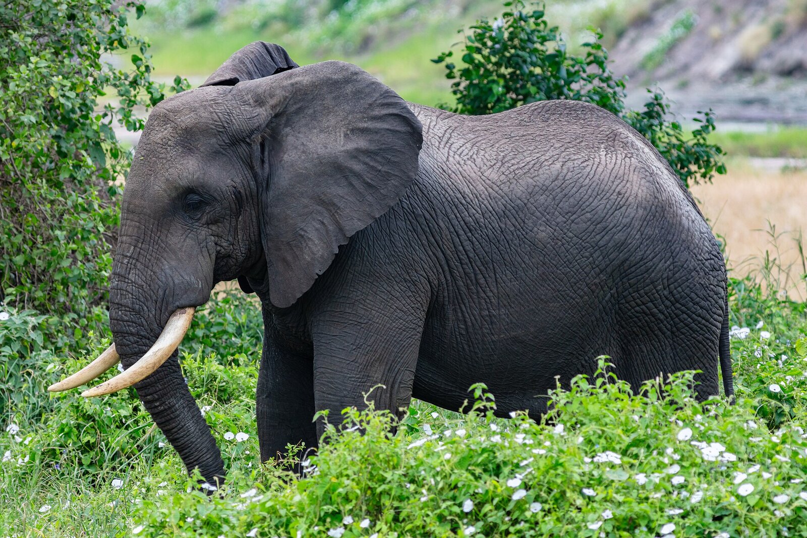 An elephant in lush green bush near Kisampa Bush Retreat on the edge of Saadani National Park